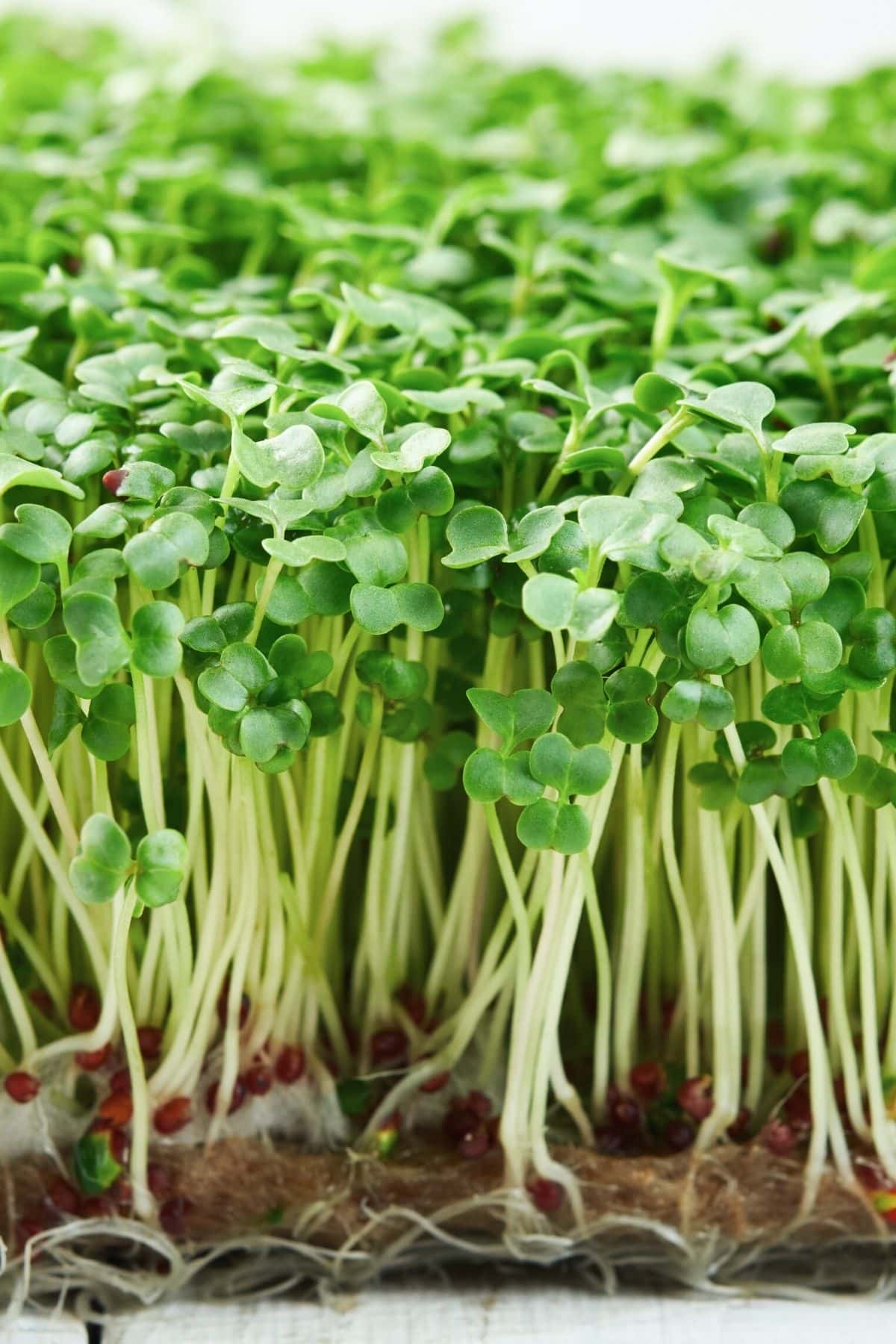 broccoli microgreens grown on seed mat.