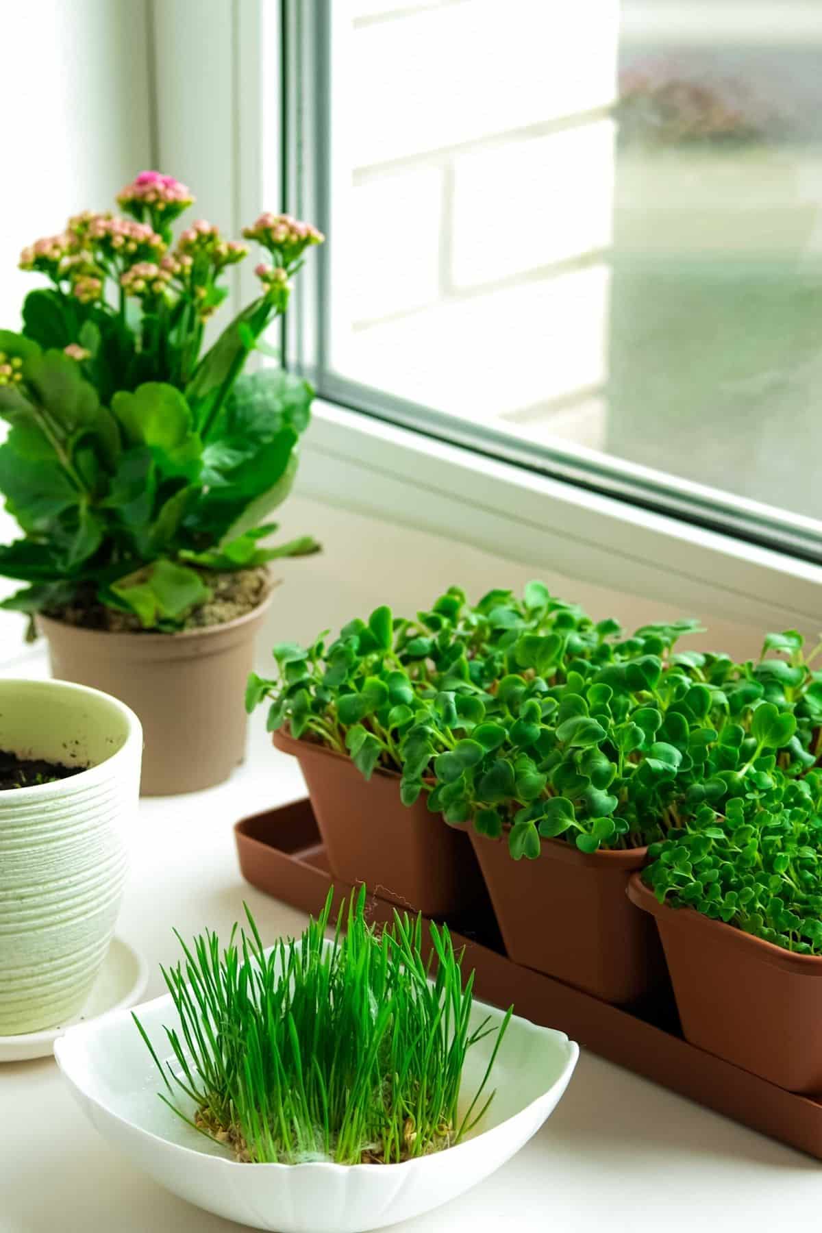 Microgreens in pots with a small amount in a bowl.