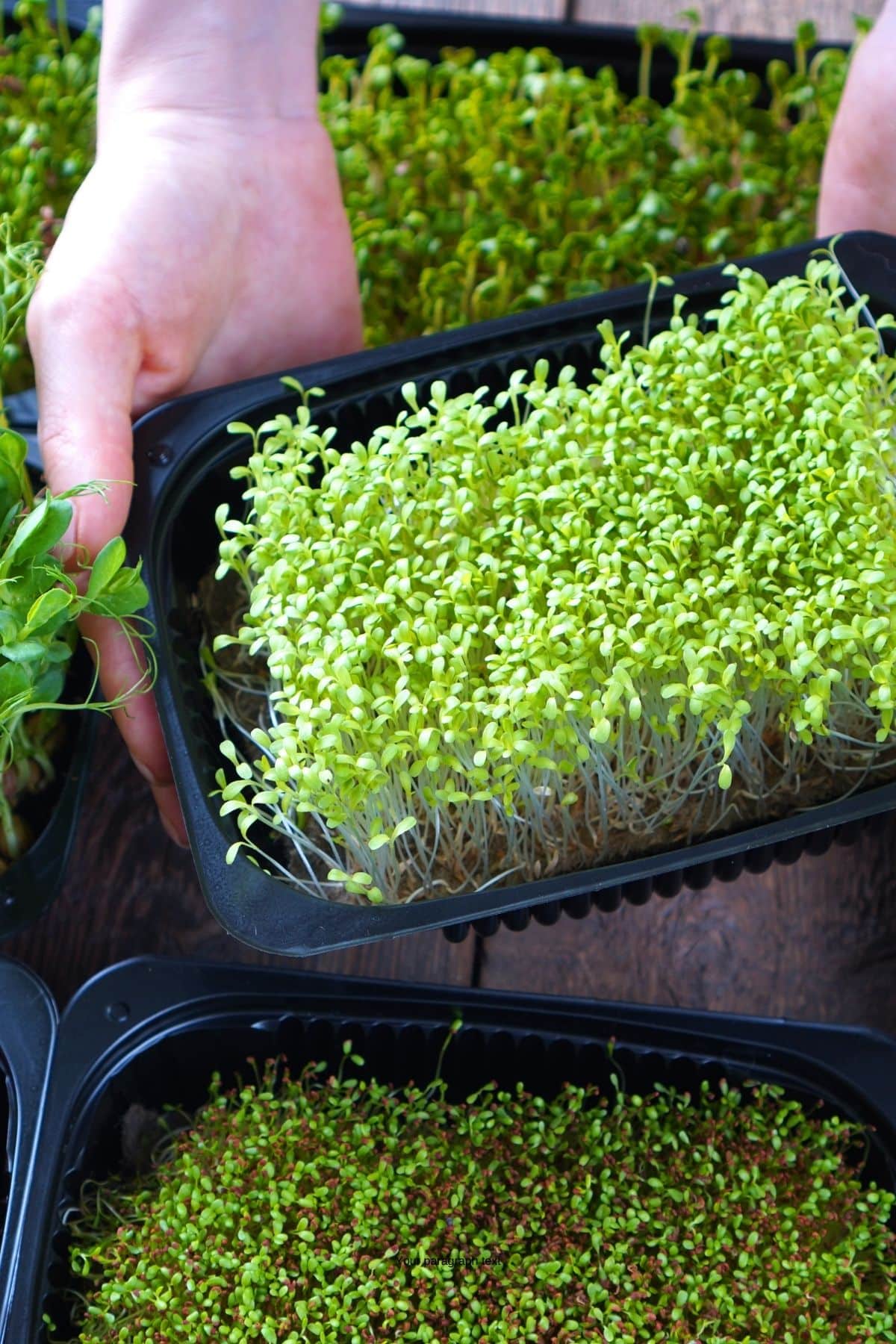 Trays of microgreens being picked up.