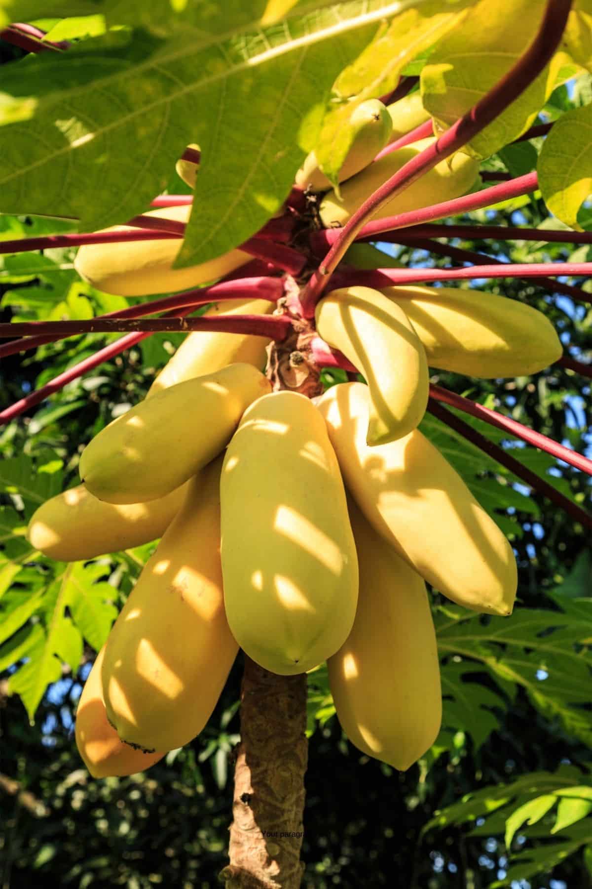 mangoes growing on a tree.