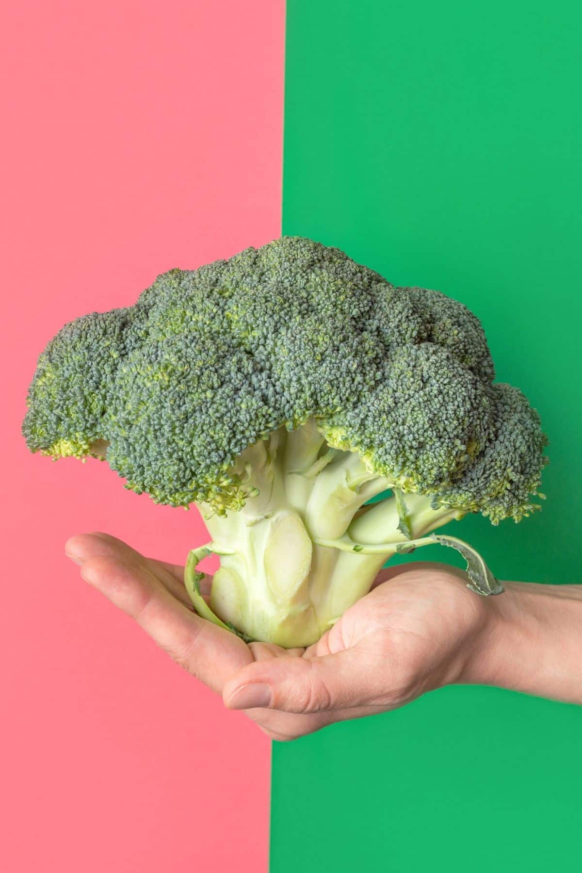 Person holding a head of broccoli.