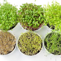 six pots with different microgreens on a table