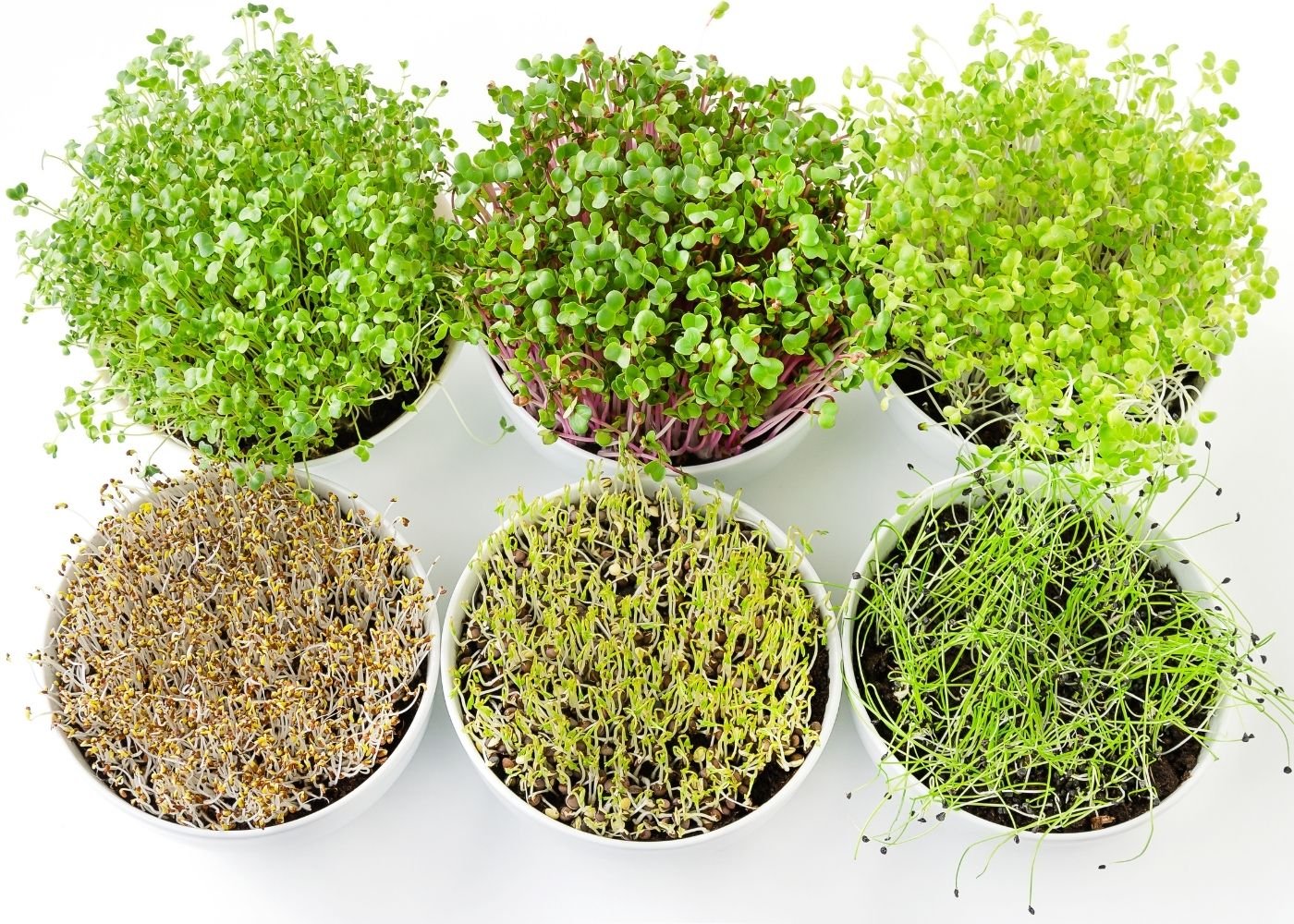 7 Best Microgreens to Eat and Grow Clean Eating Kitchen