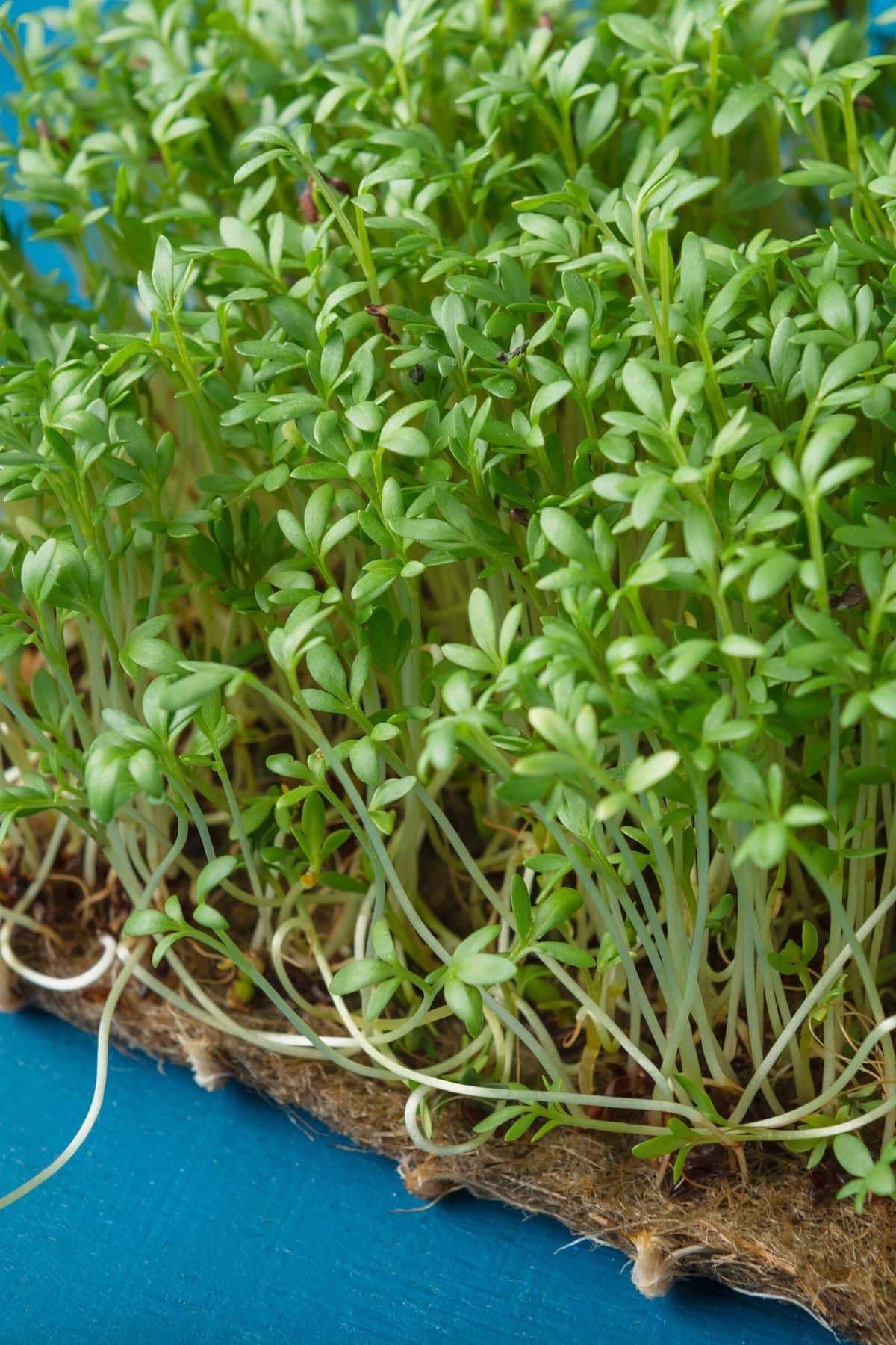 watercress microgreens grown on seed mat.