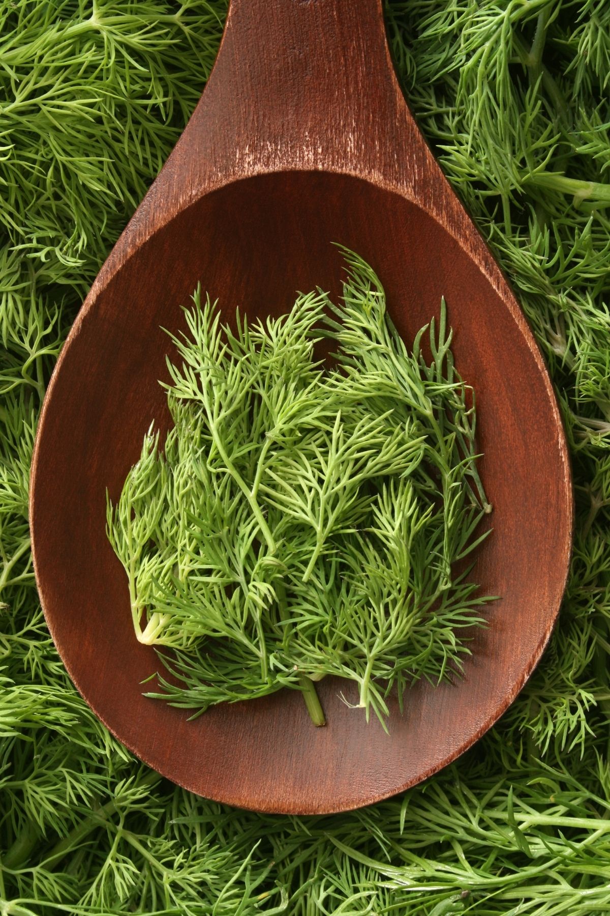 A wooden spoon with fresh dill on it.