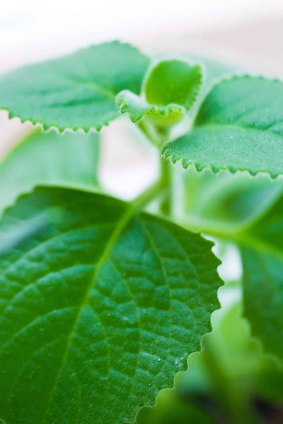 Close up of fresh Mexican Oregano.