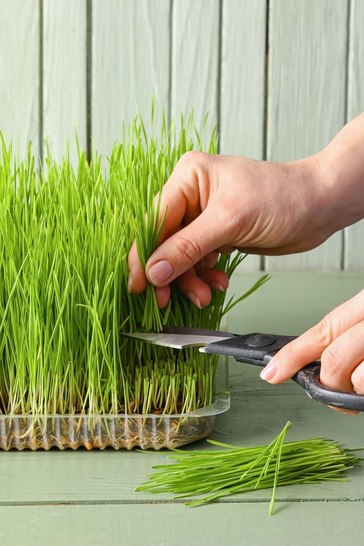 Two hands snipping wheatgrass from an indoor tray.