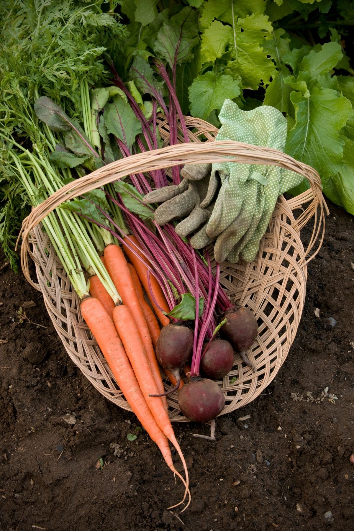 carrots and beets harvested from garden.