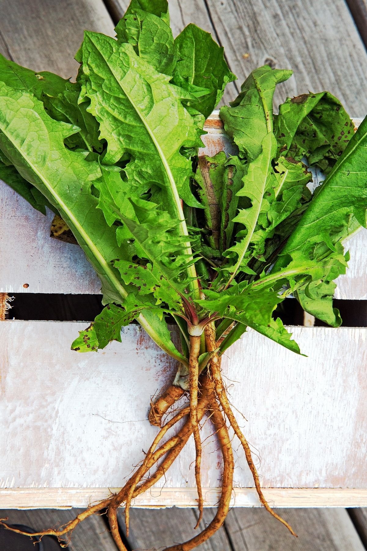 A bunch of dandelion greens on a wood table.