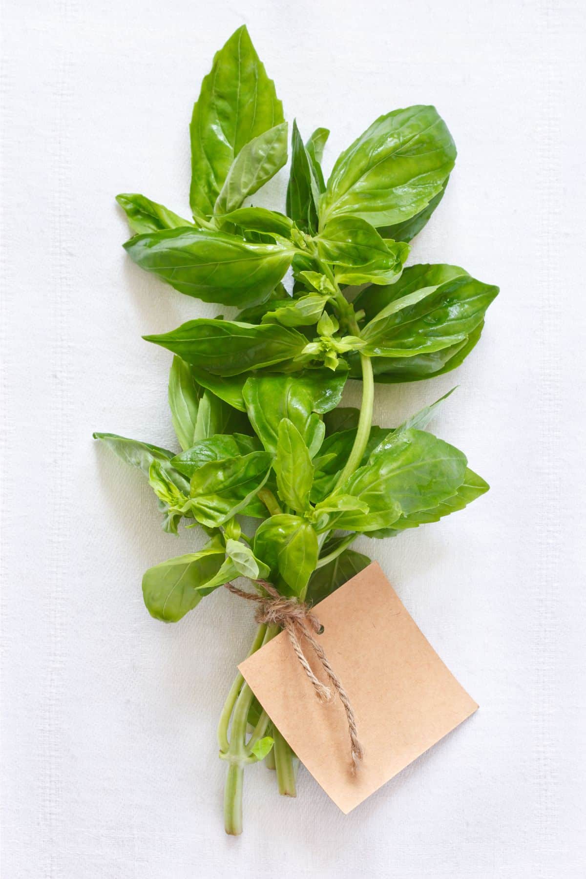 Bunch of fresh basil tied together on white background.