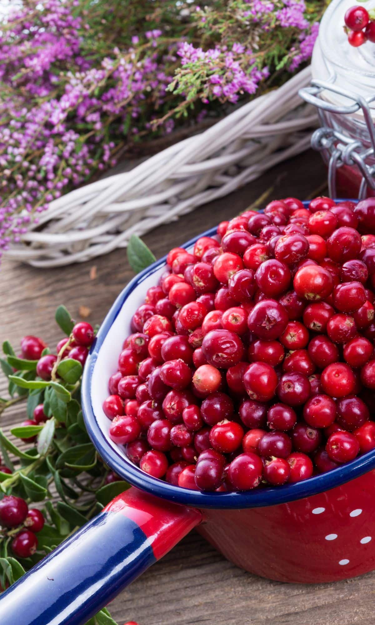 One of the best red fruits, lingonberries in a red and blue pot.