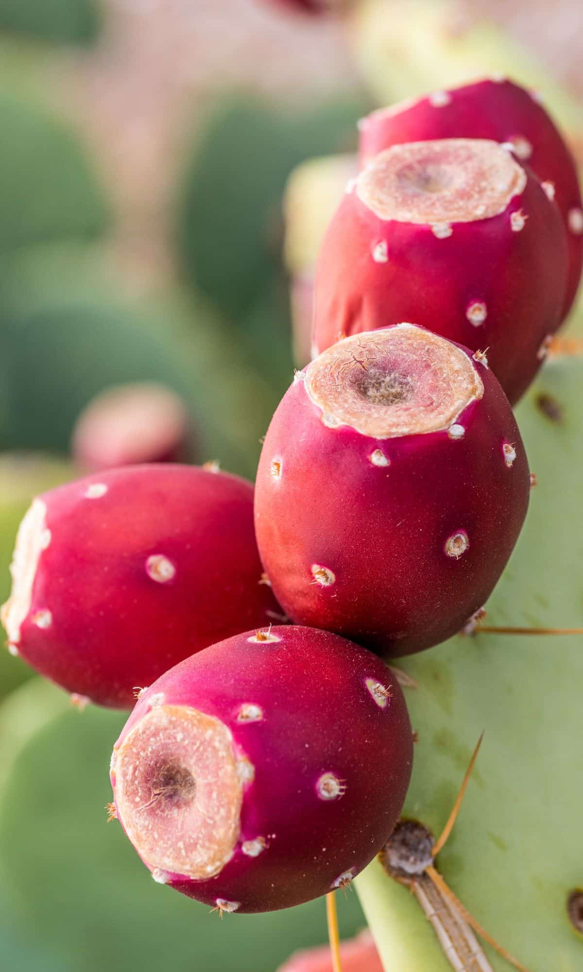 One of the best red fruits, prickly pear, outside growing on a cactus.