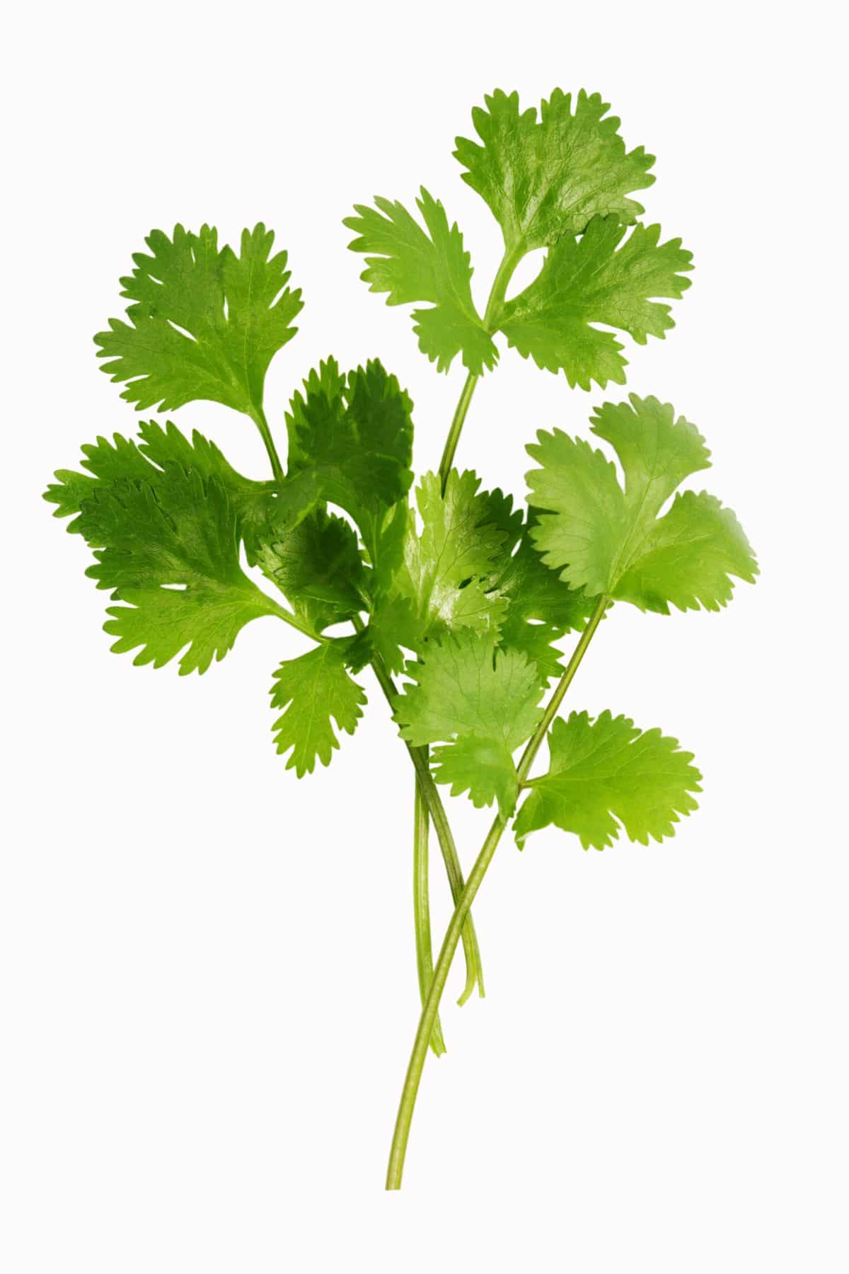 Bunch of fresh cilantro on white background.