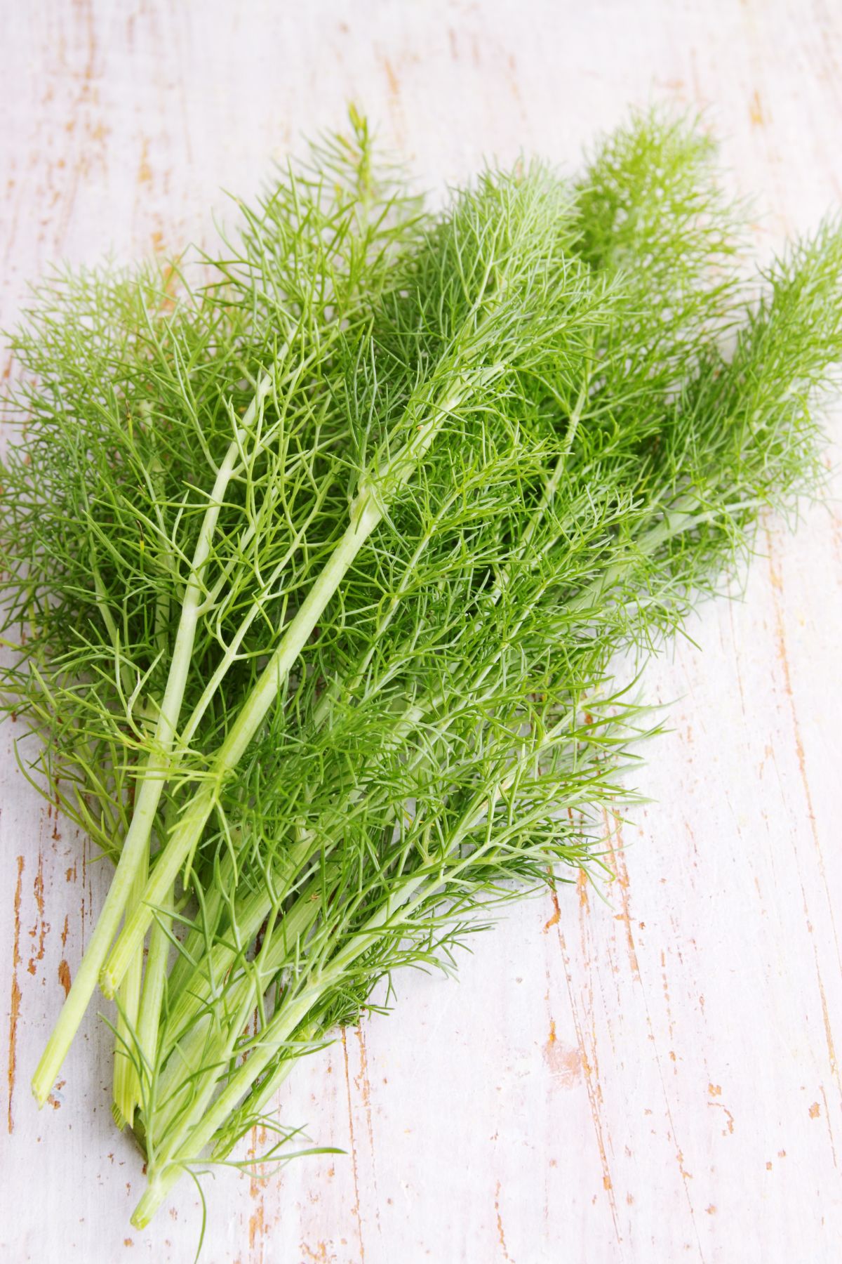 Fronds and leaves of fennel on white background.