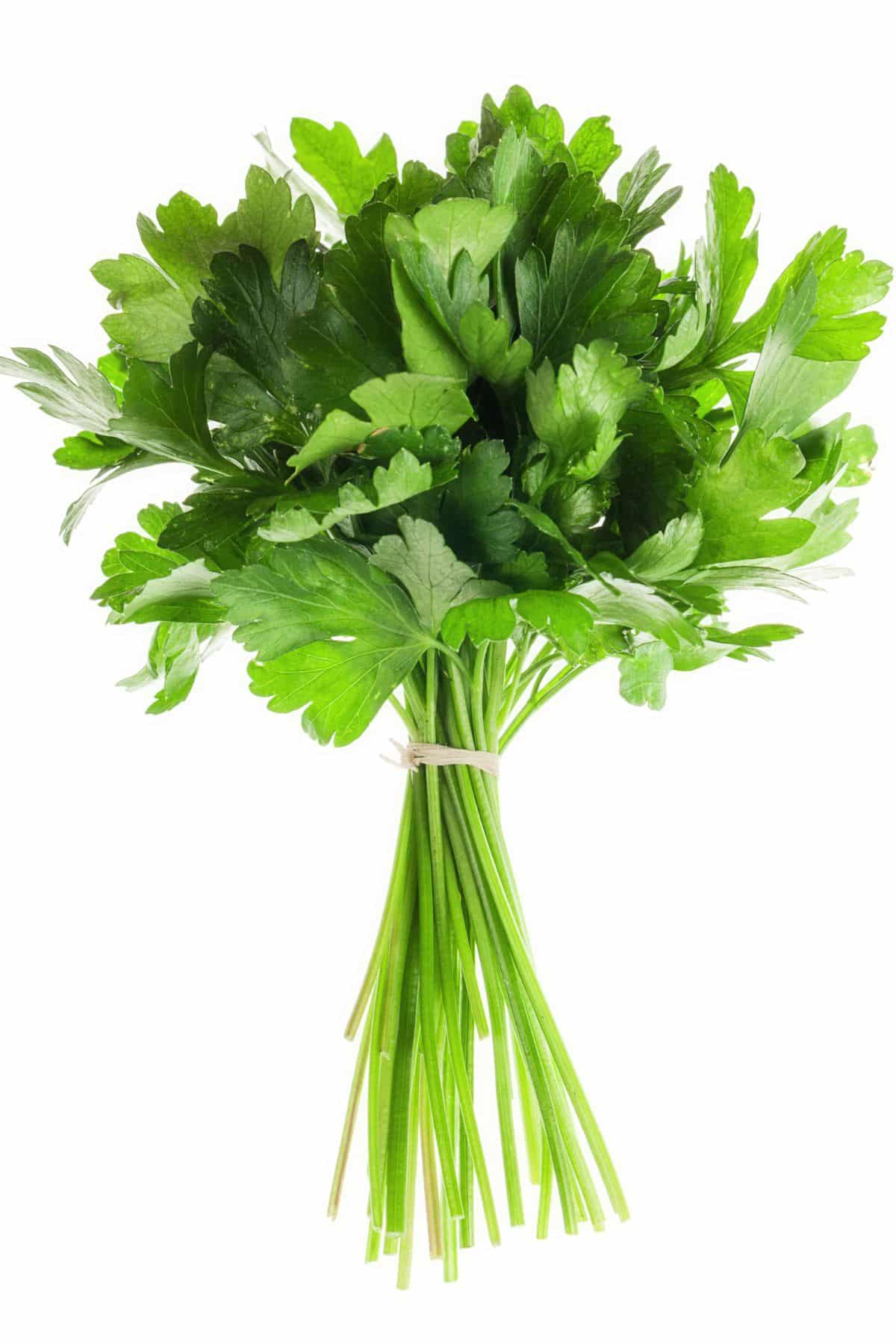 Bunch of fresh parsley on white background.