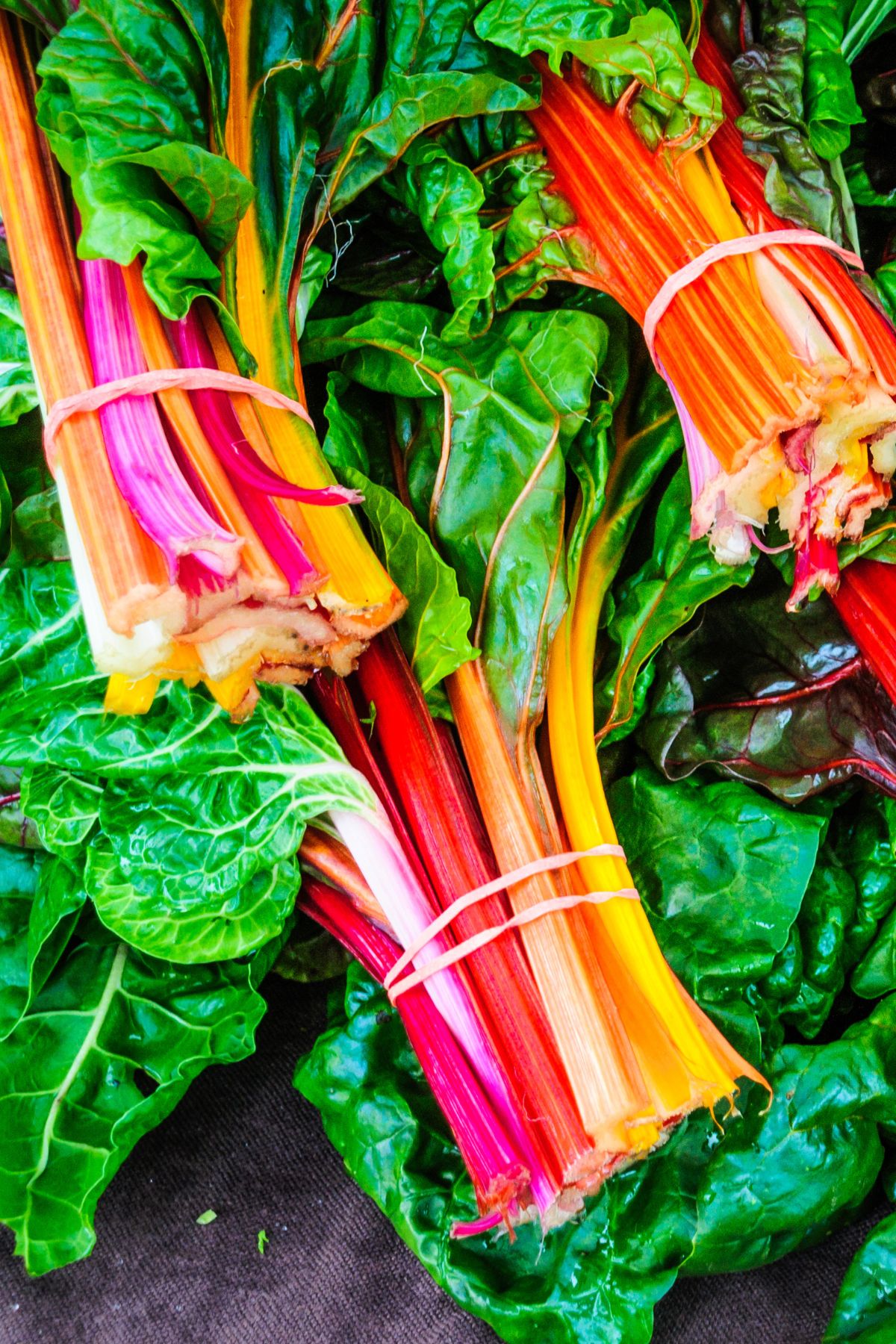 Several rubberbanded bunches of rainbow chard.