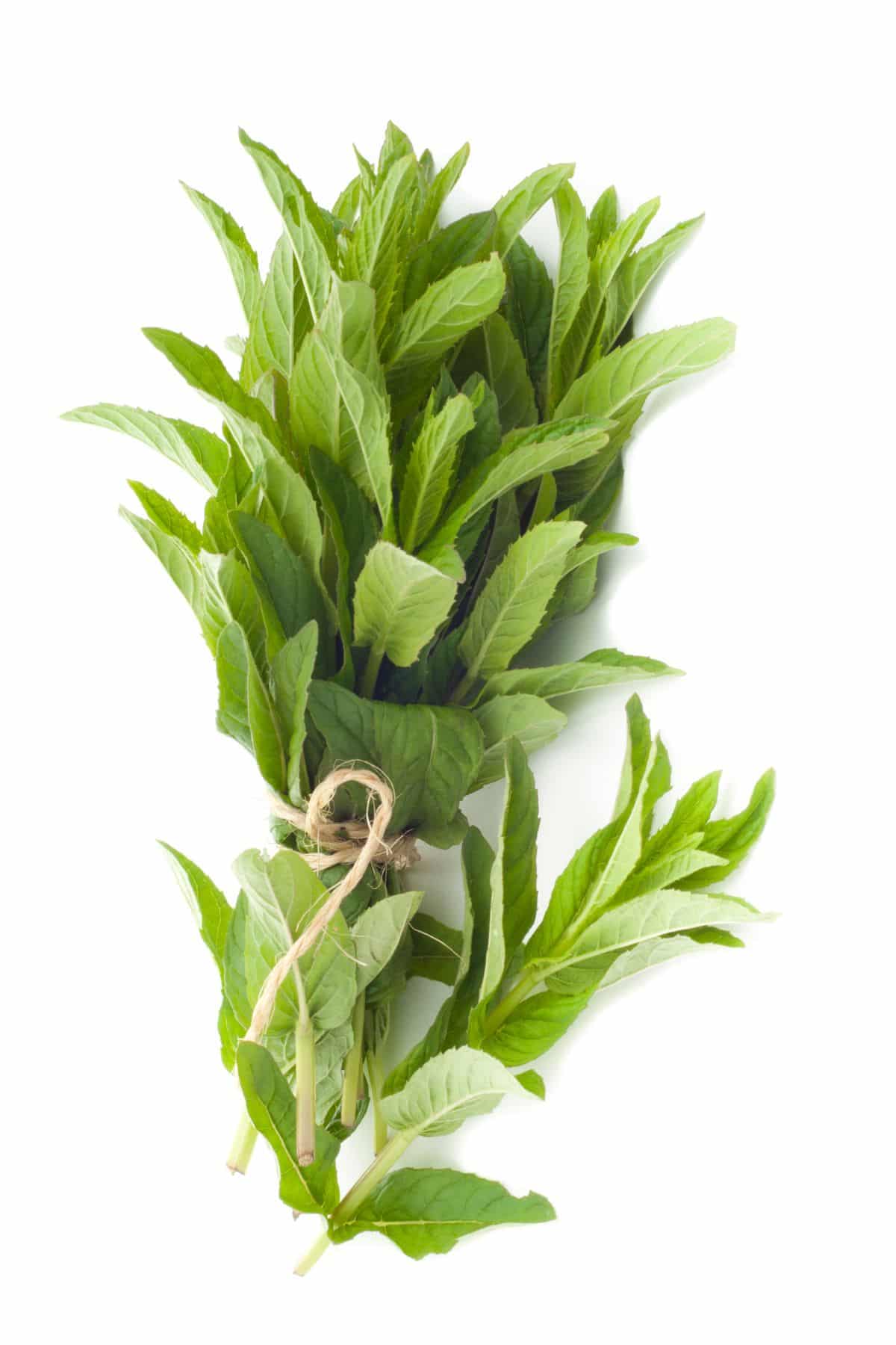 Bunch of fresh tarragon leaves on white background.