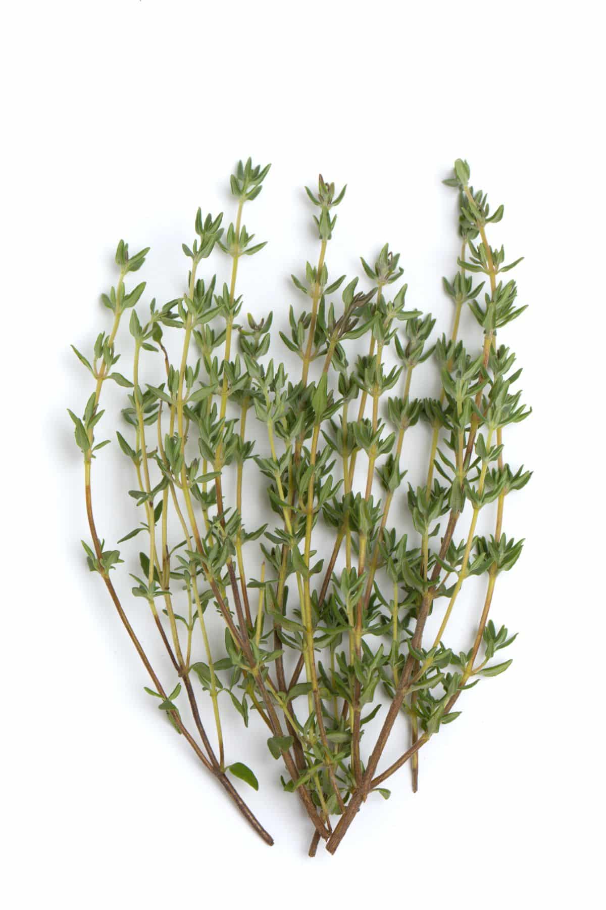 Bunch of fresh thyme on white background.