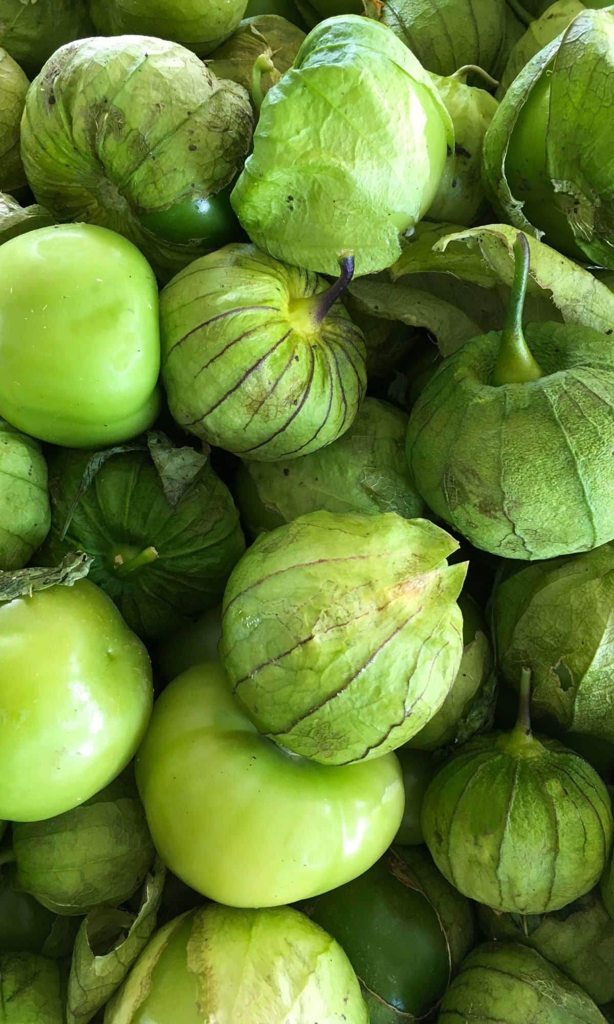 Lots of green tomatillos bunched together.