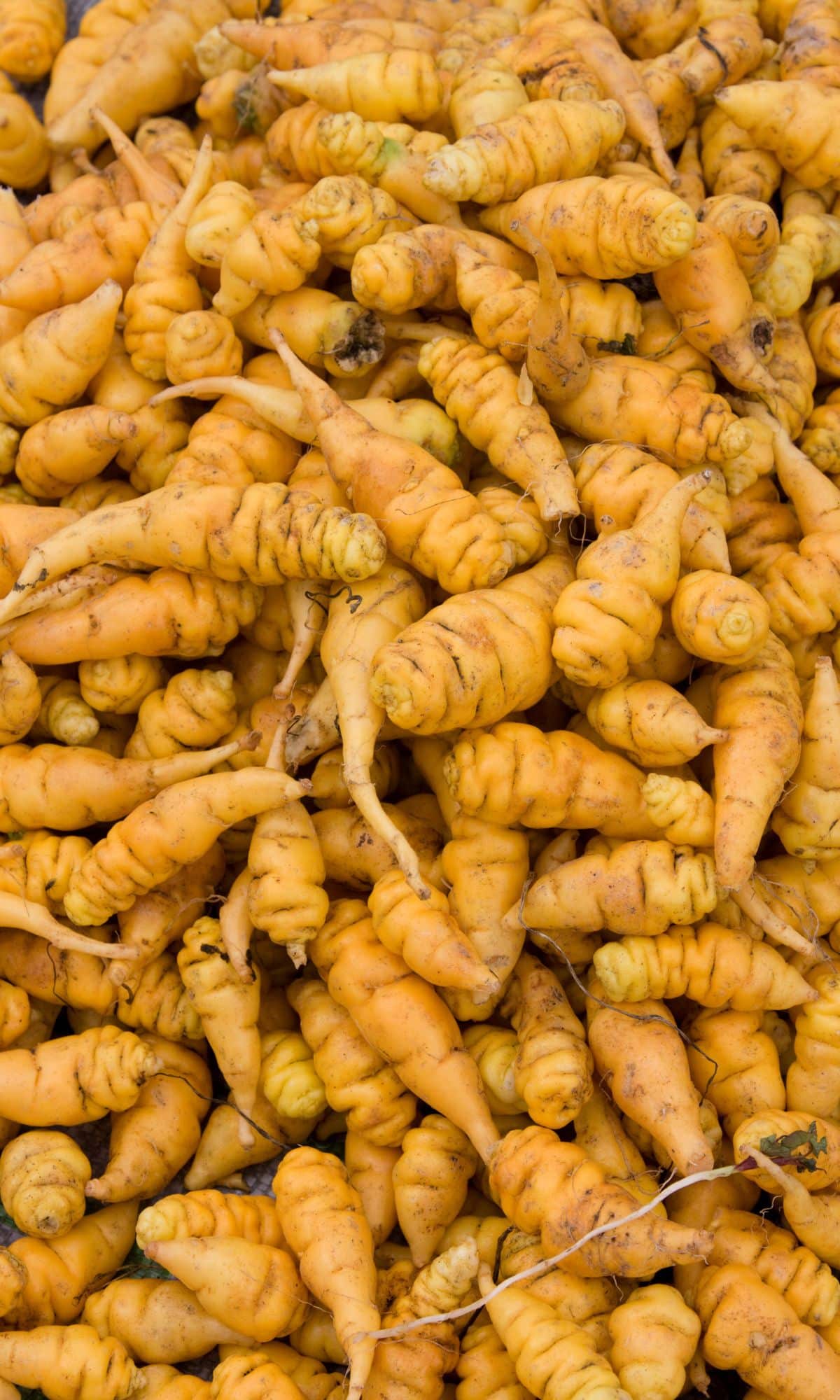 A lot of Mashua vegetables bunched together.