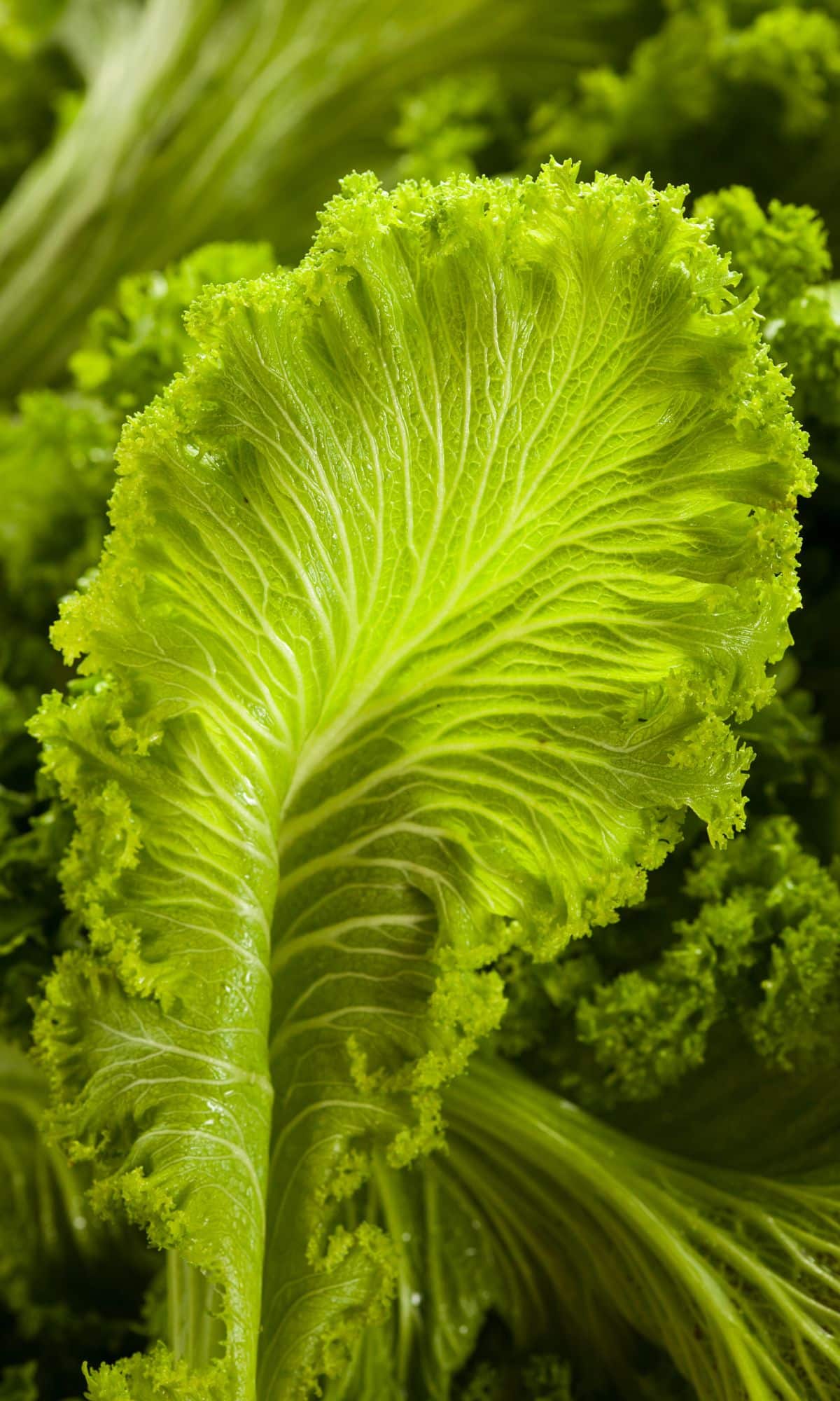 Large bunches of mustard greens, close up.