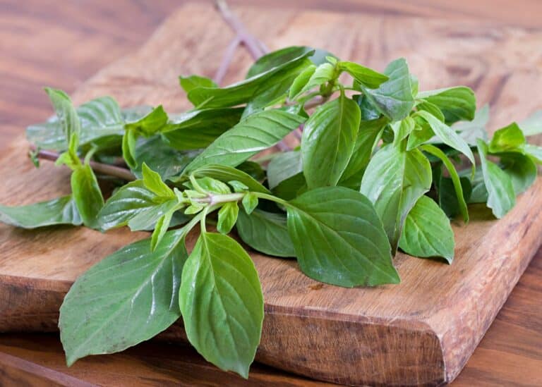 A bunch of fresh basil on a wooden table