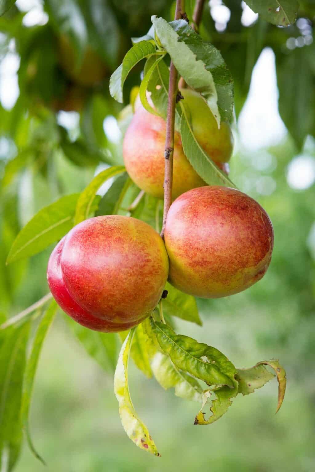 15 Fruits That Start With N List (With Photos) Clean Eating Kitchen