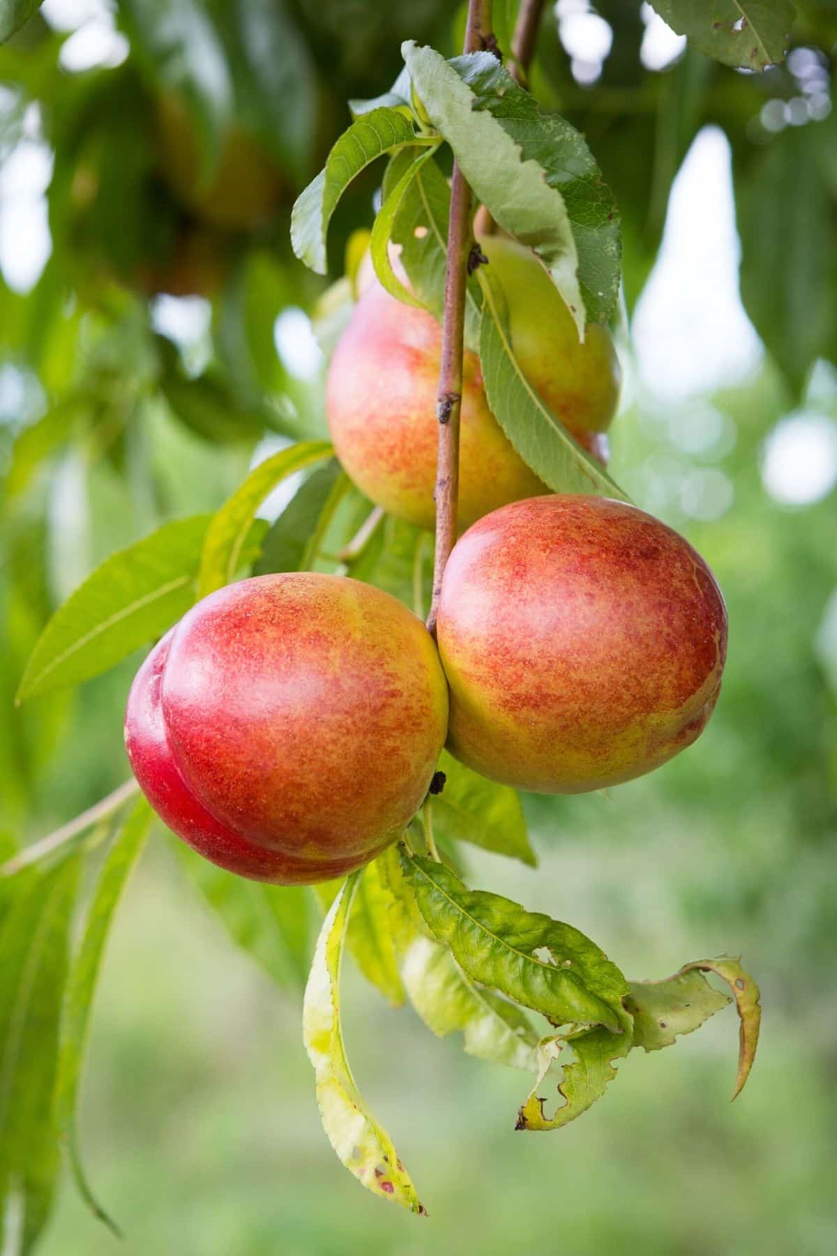 Nectarines on a a leafy green tree outside.