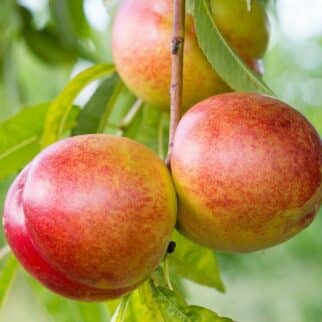 Round nectarines hanging on a green leafy tree.