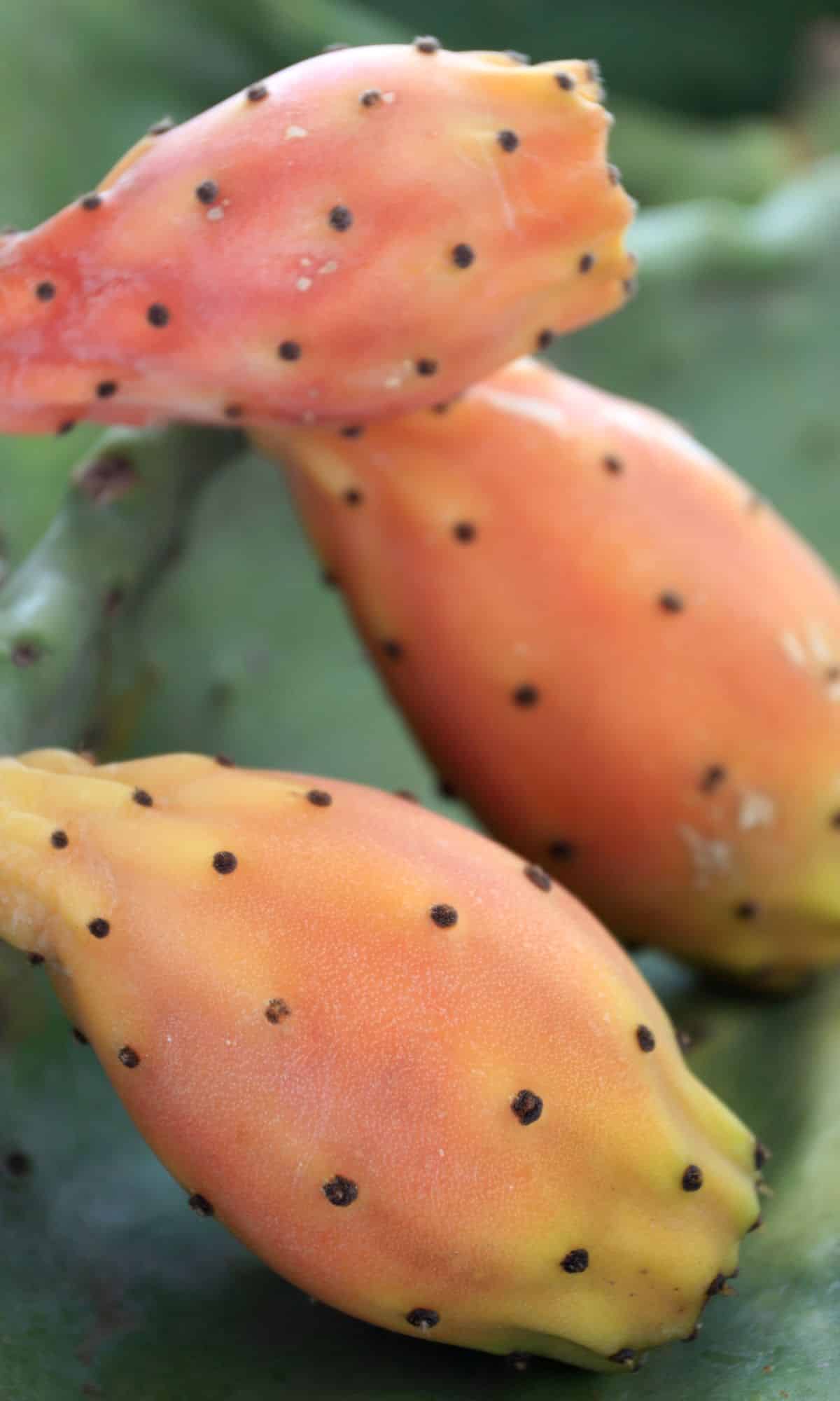 3 indian fig fruits on a plant outside.