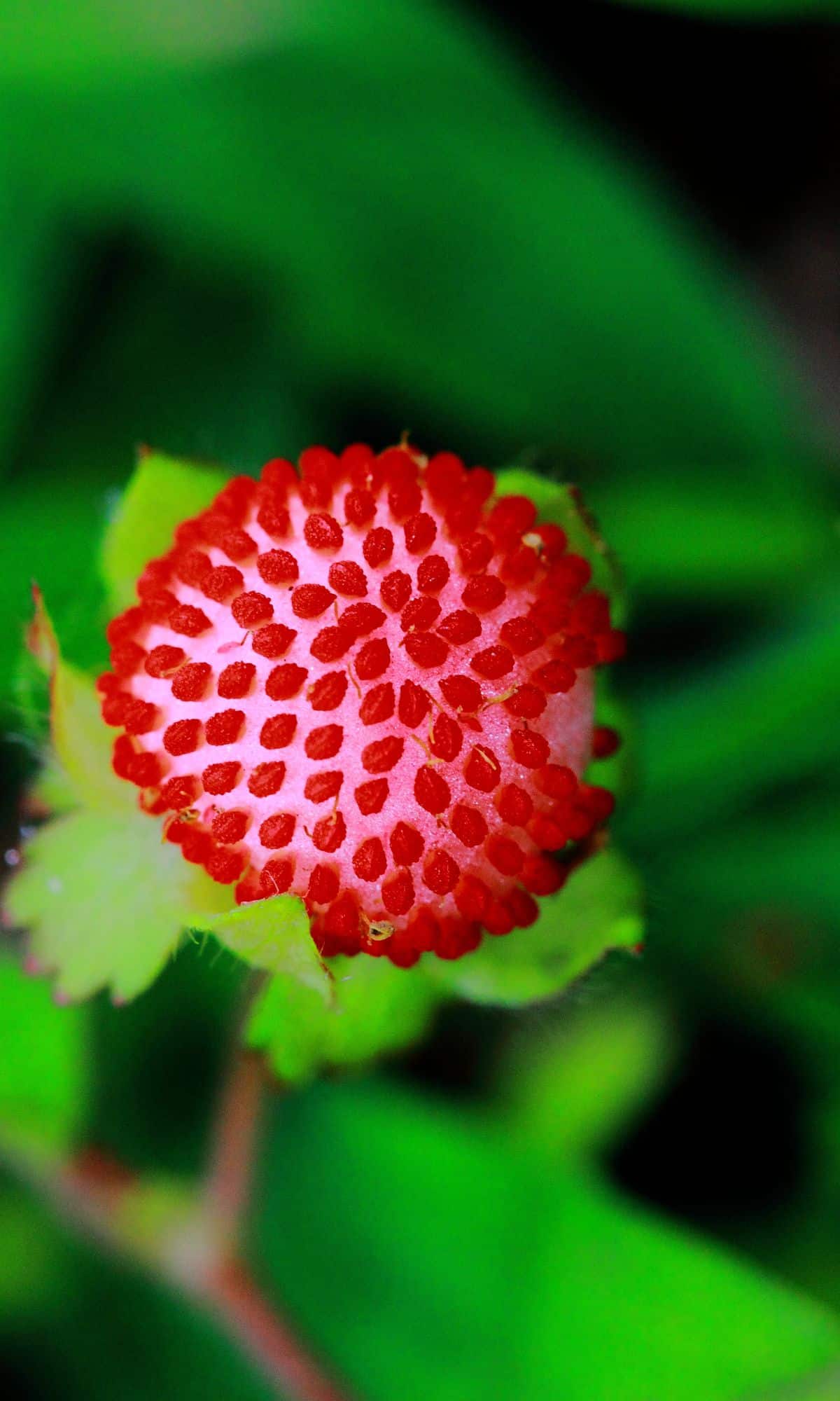 One red indian strawberry on a plant.
