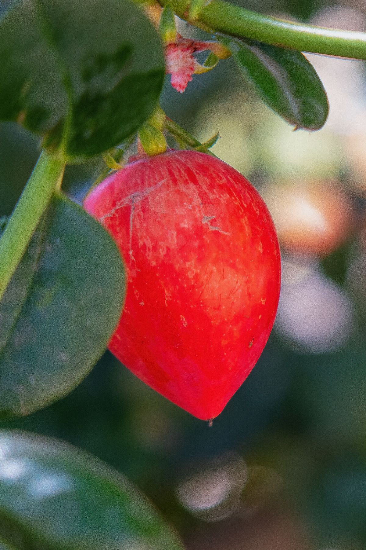 Natal Plum on a tree.