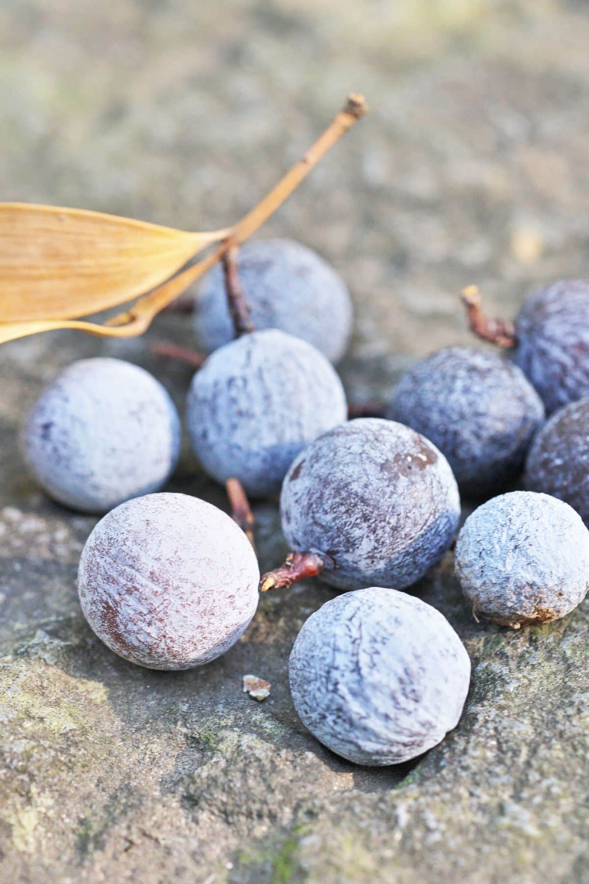 Nageia fruit on a table.