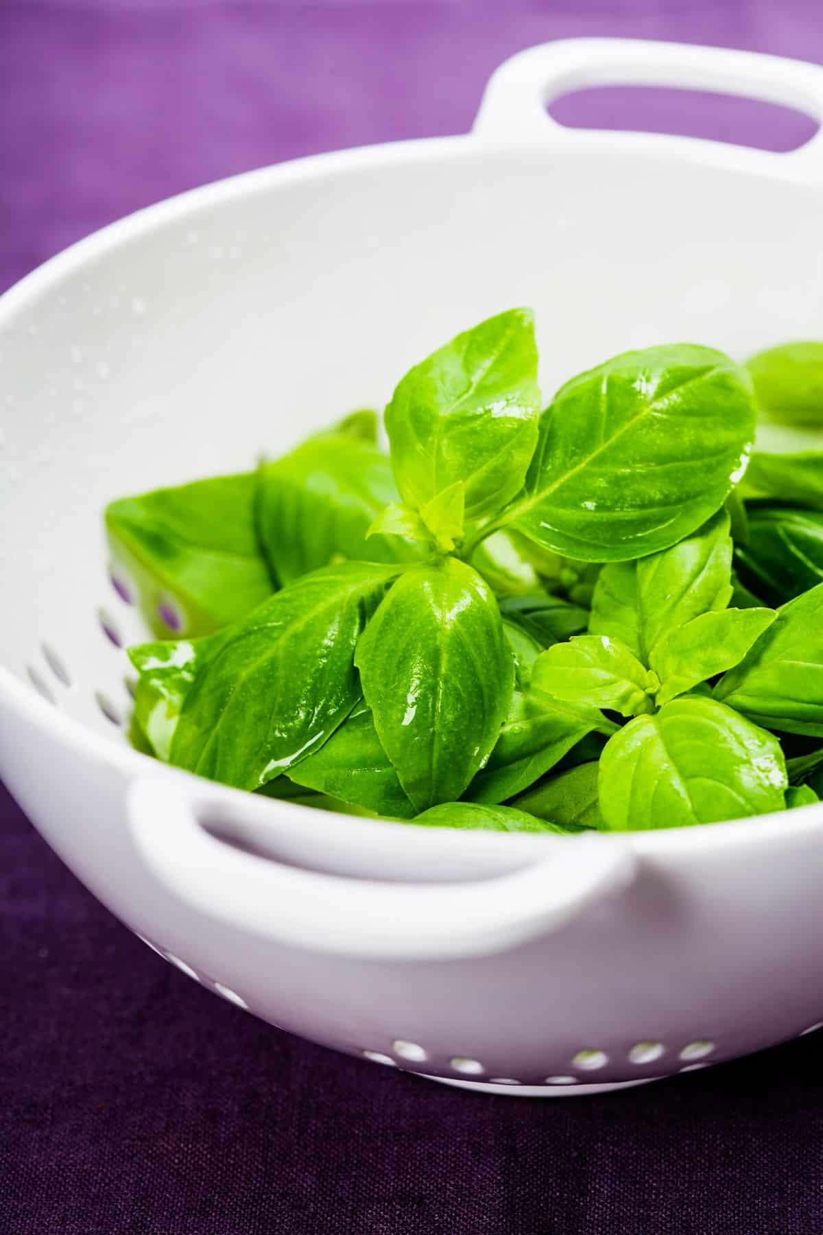 basil in colander.