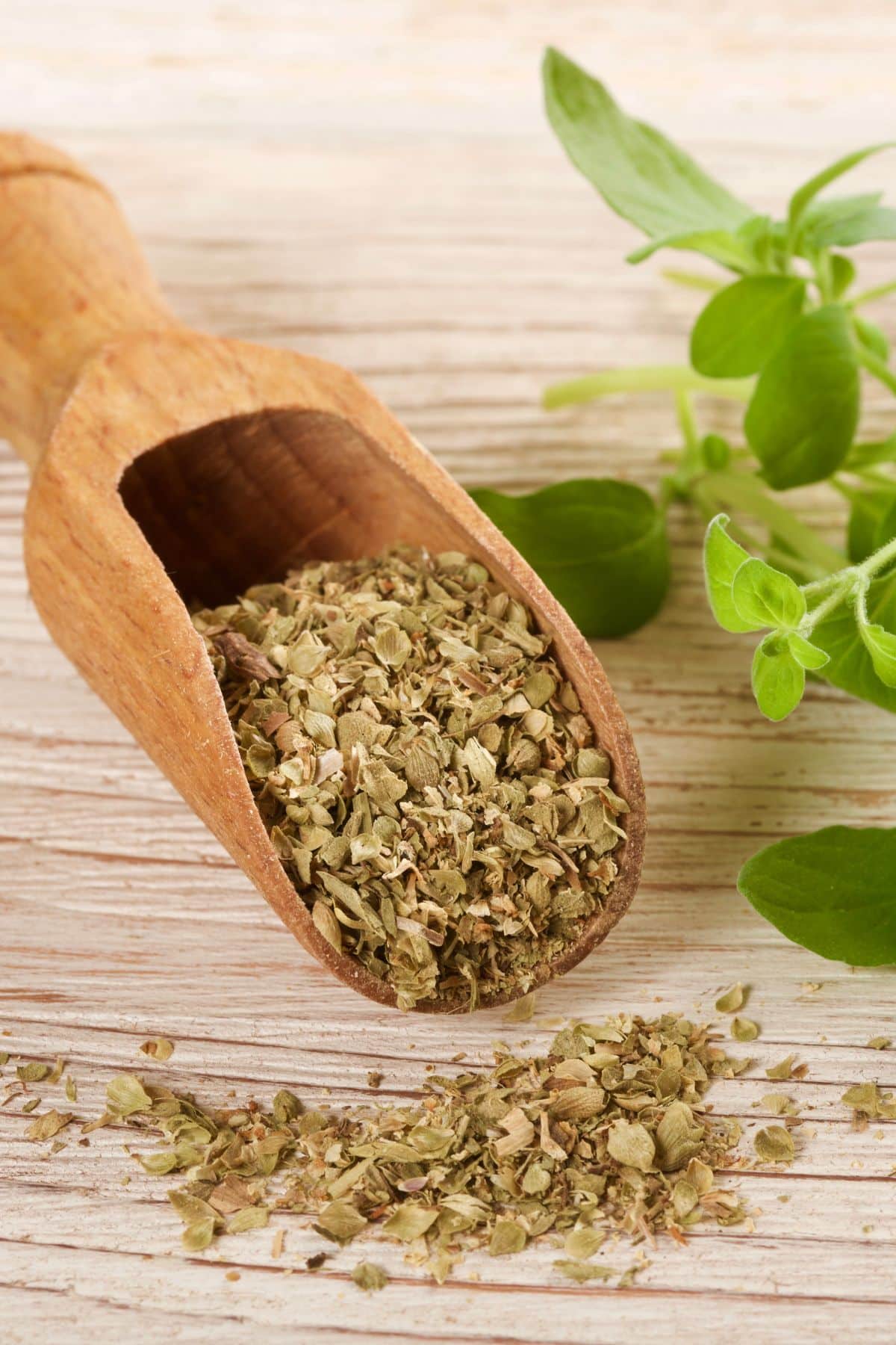 Dried oregano in scoop on wooden table with fresh oregano.