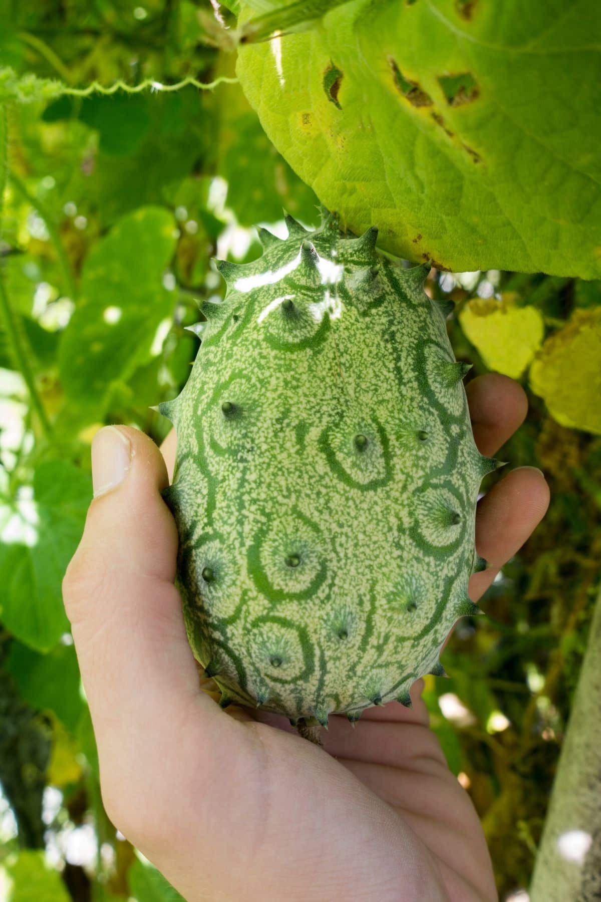 green kiwanos on tree.