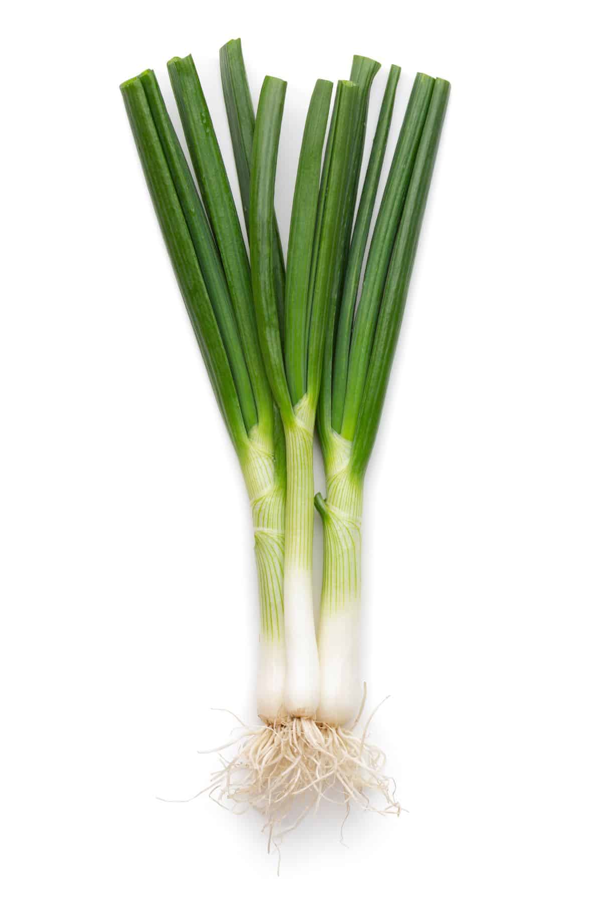 Green onion bundle on white background.