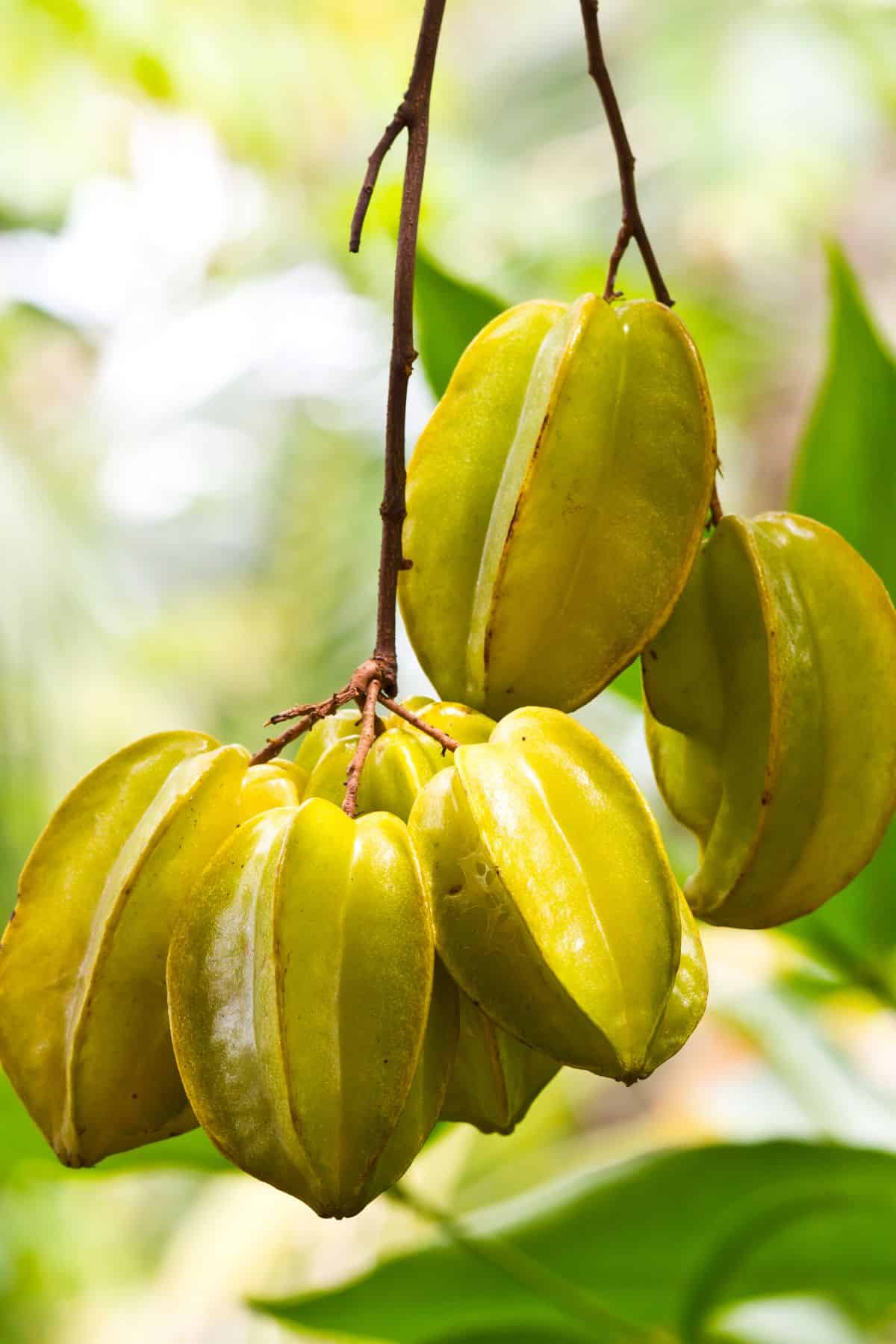 starfruit on tree ready to be picked.
