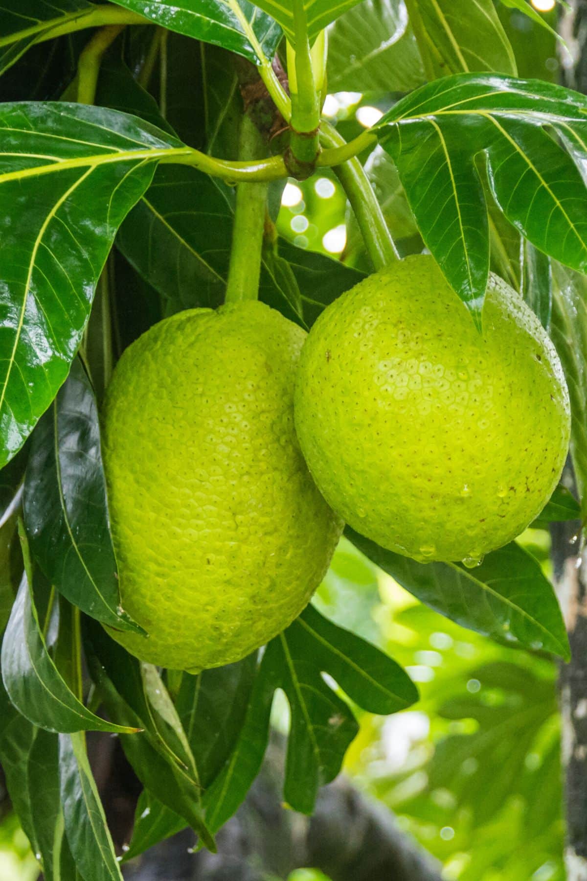 two breadfruit on a tree ready to be picked.