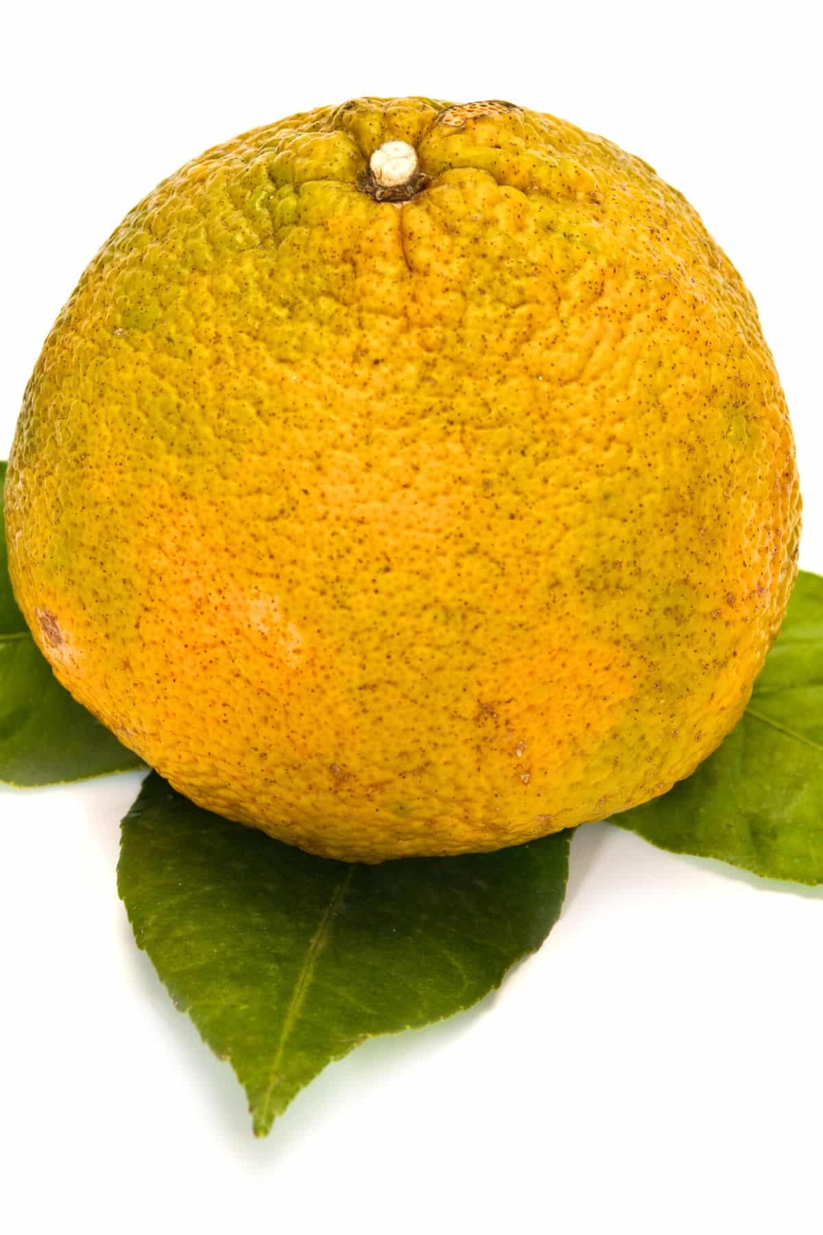 Ugli fruit, also called Jamaicaan pomelo.