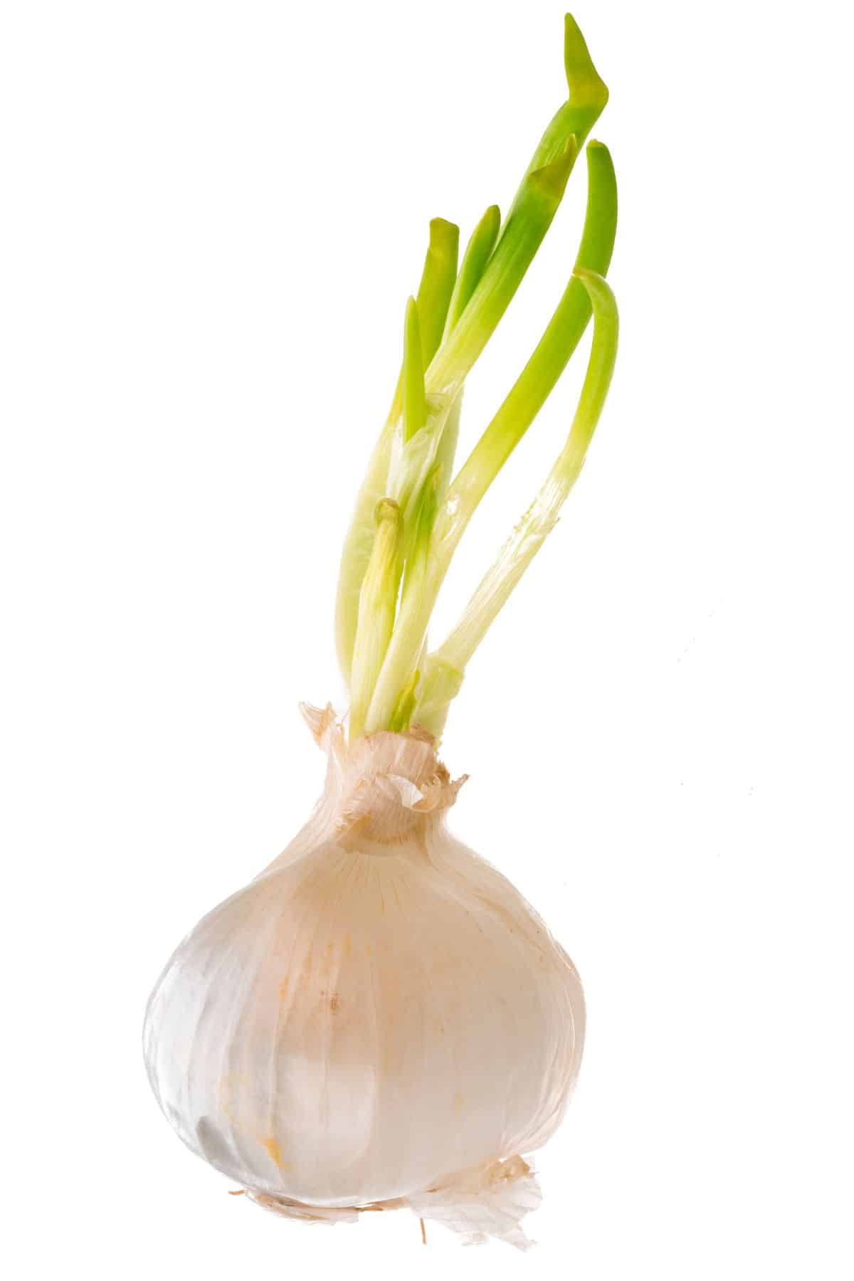 White onion with green stalk growing out.