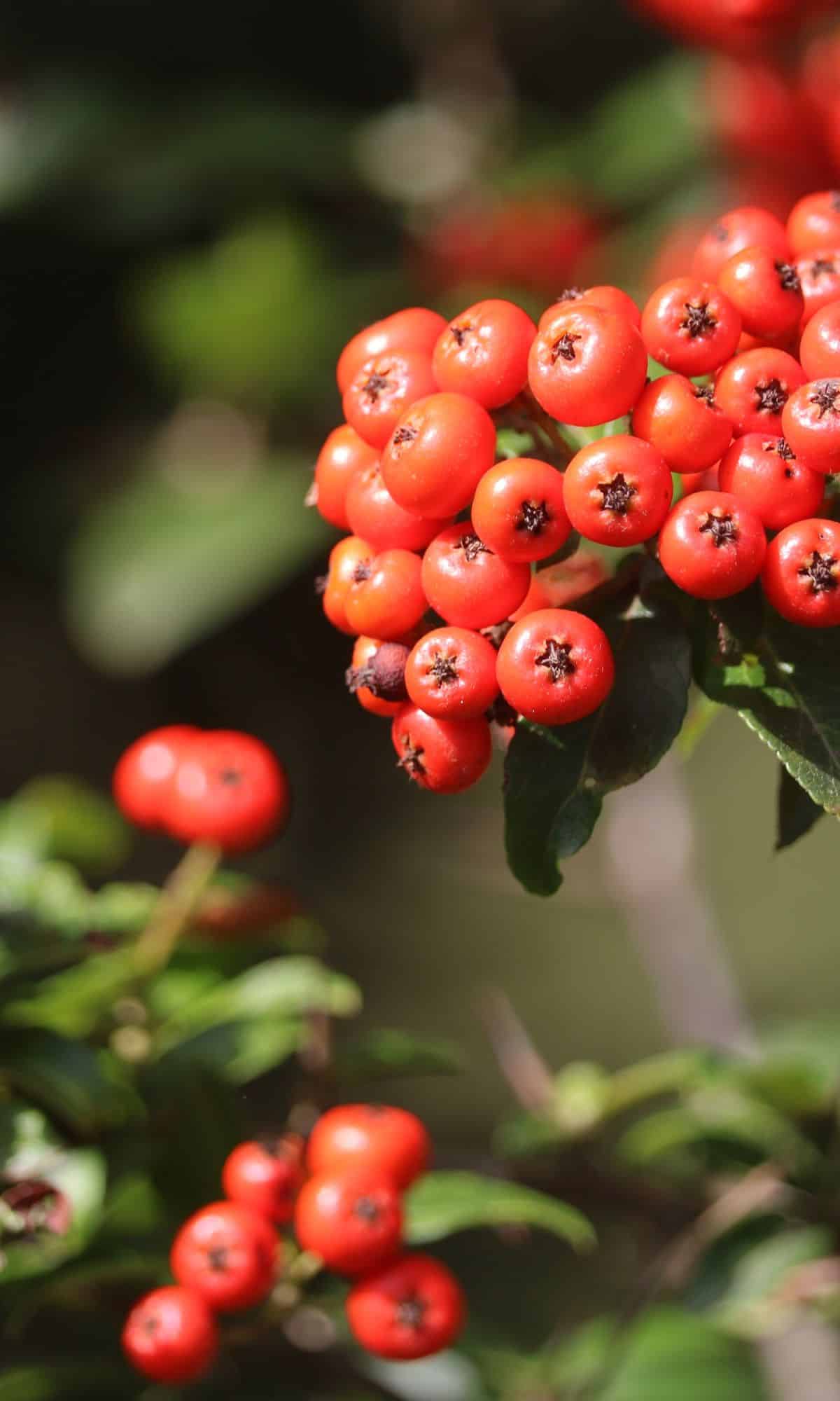 Red eastern hawthorn fruit on a tree outside.