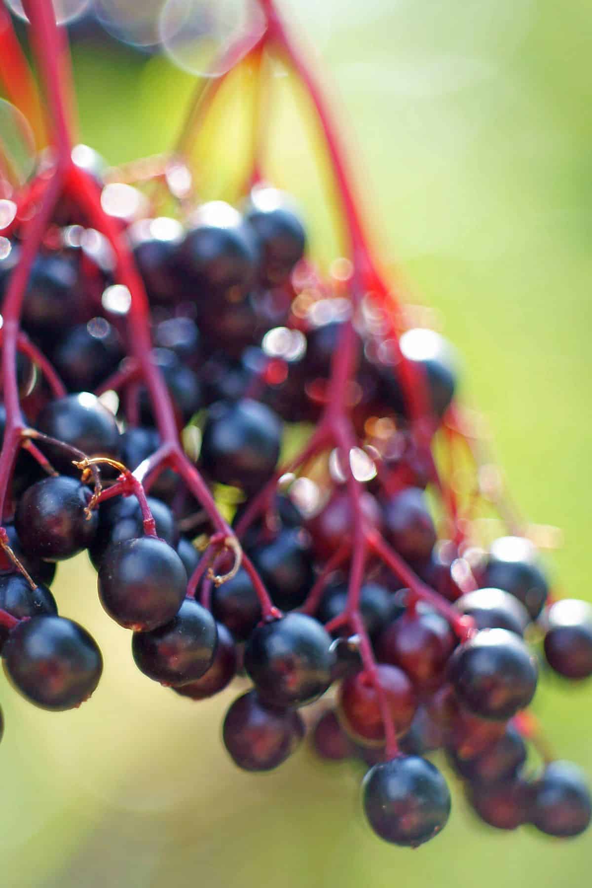 Close up view of elderberries on a plant.