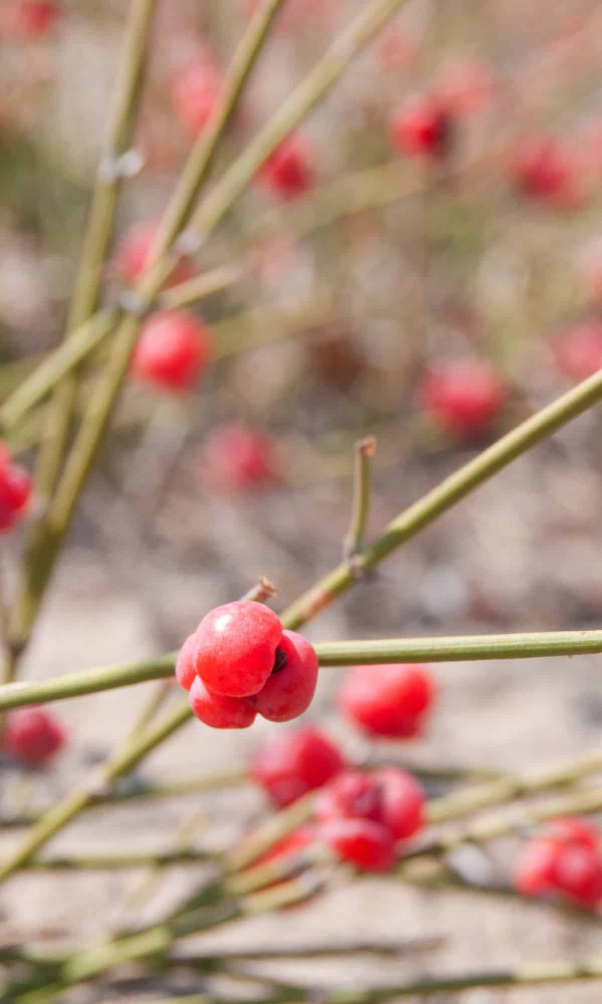 Ephedra fruits on a plant outside.