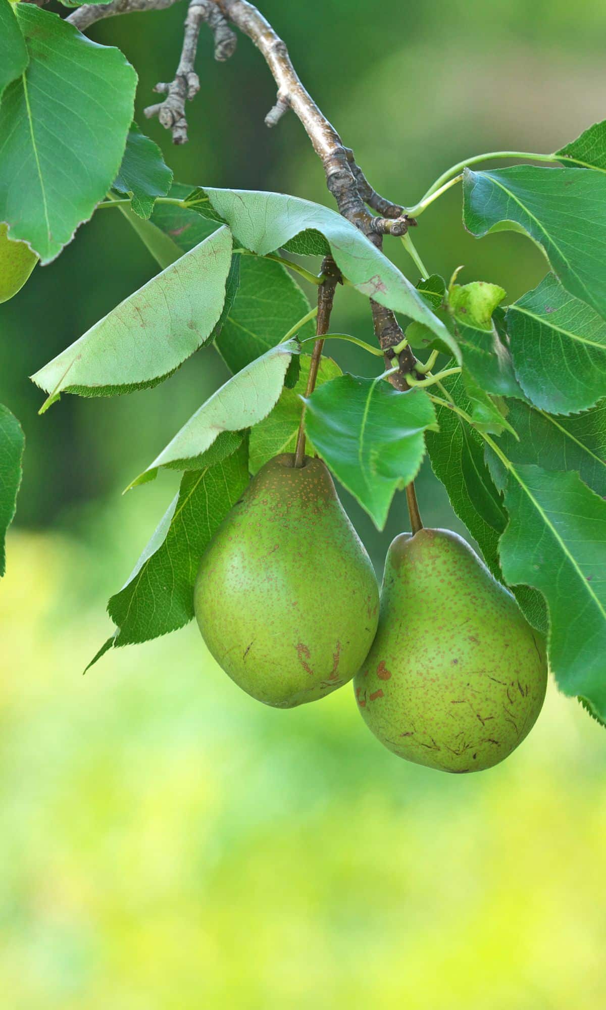 Two green european pears on a tree outside.
