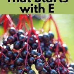 A bunch of purple elderberries hanging on a tree outside with text.