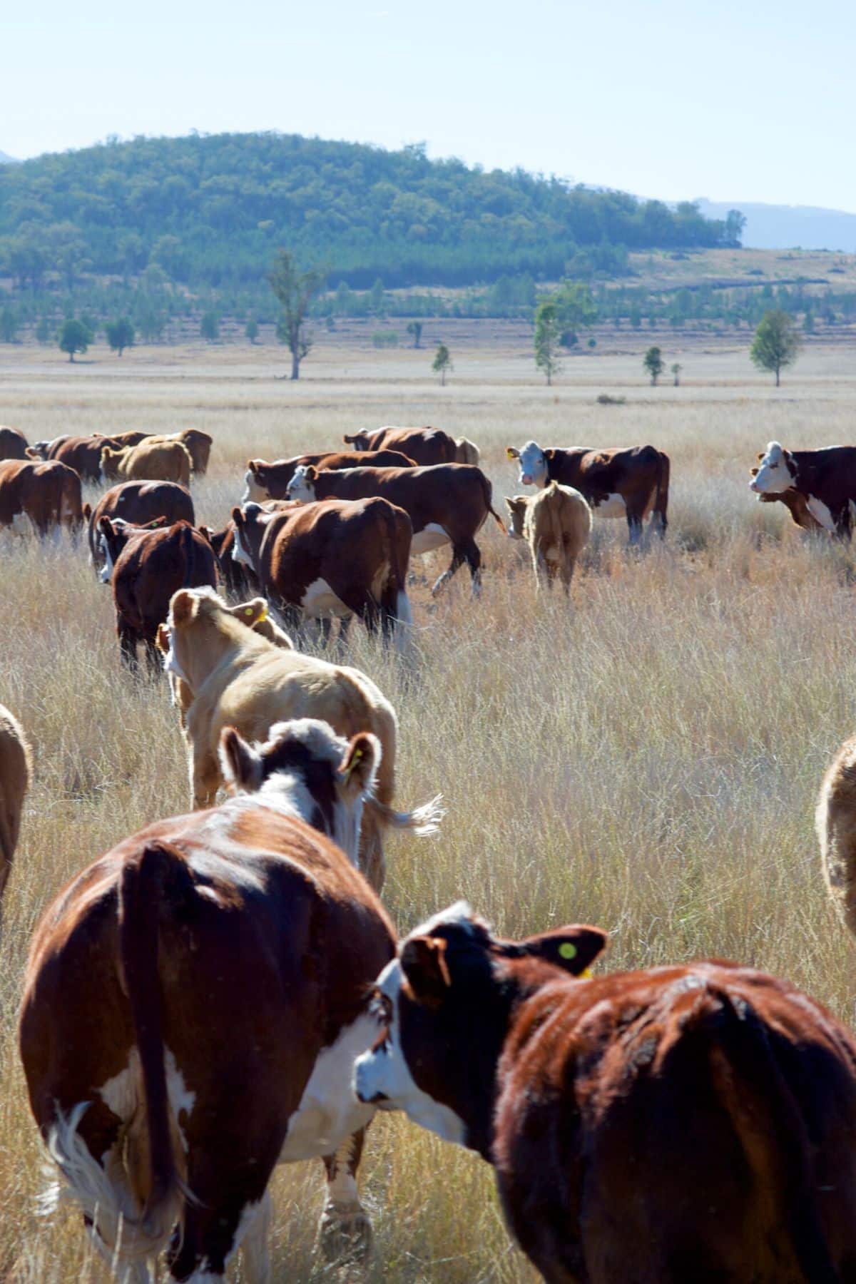 herd of grass fed cattle in a grassy field.