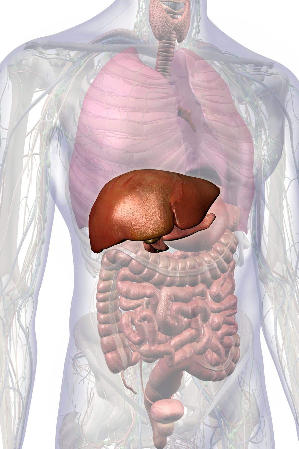 an illustration of a liver's placement in the human body.