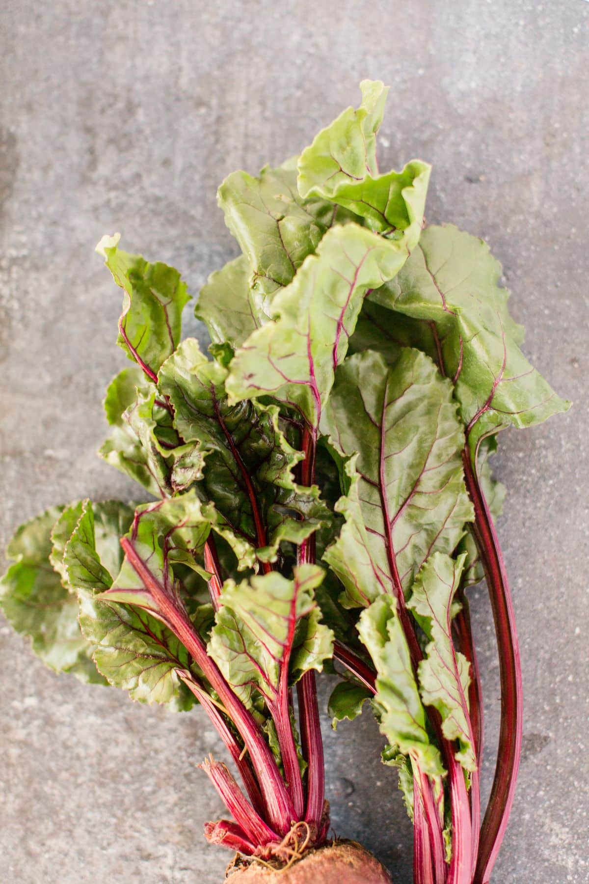 Beet greens with beet root on stone surface.