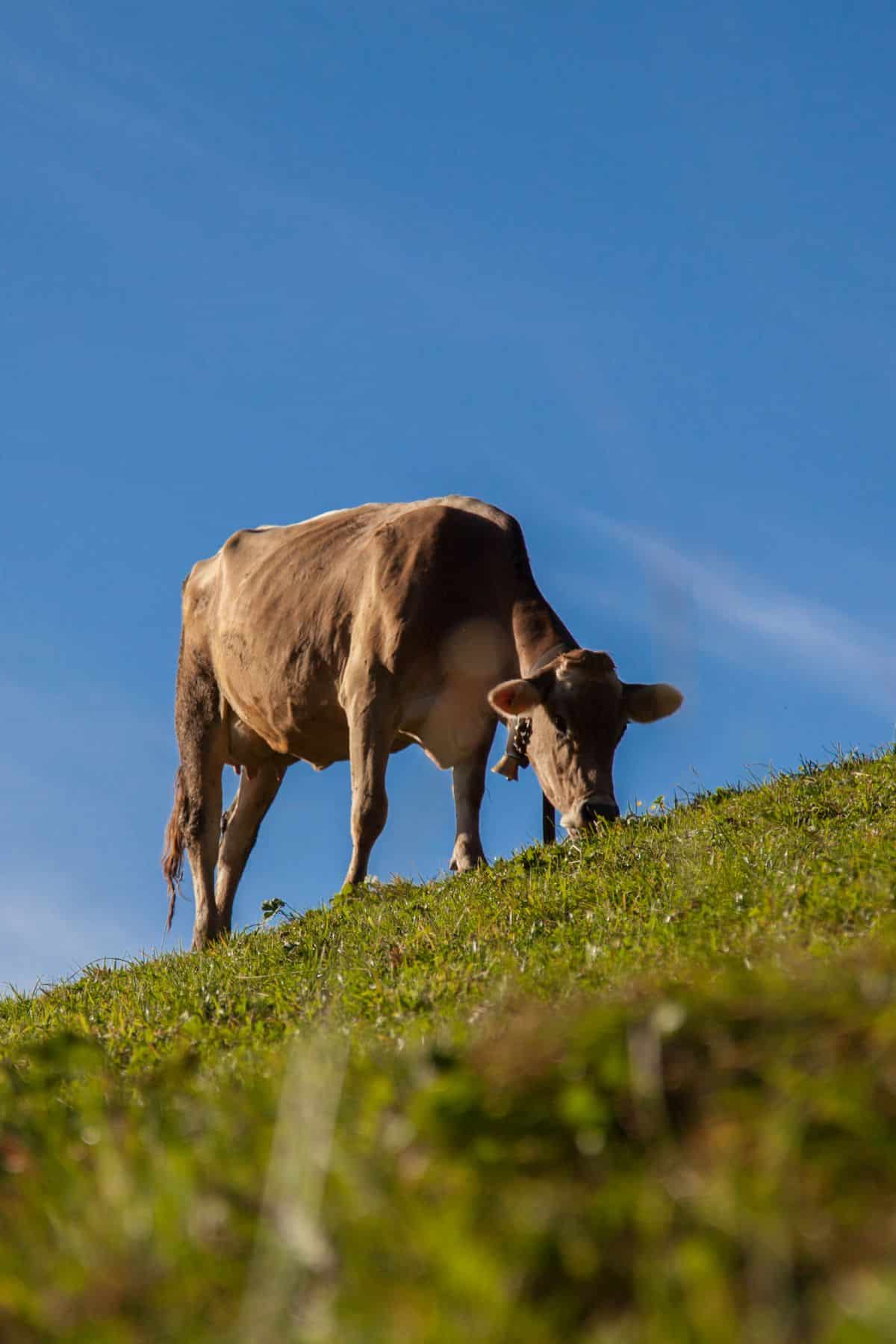cow eating grass on a hill.